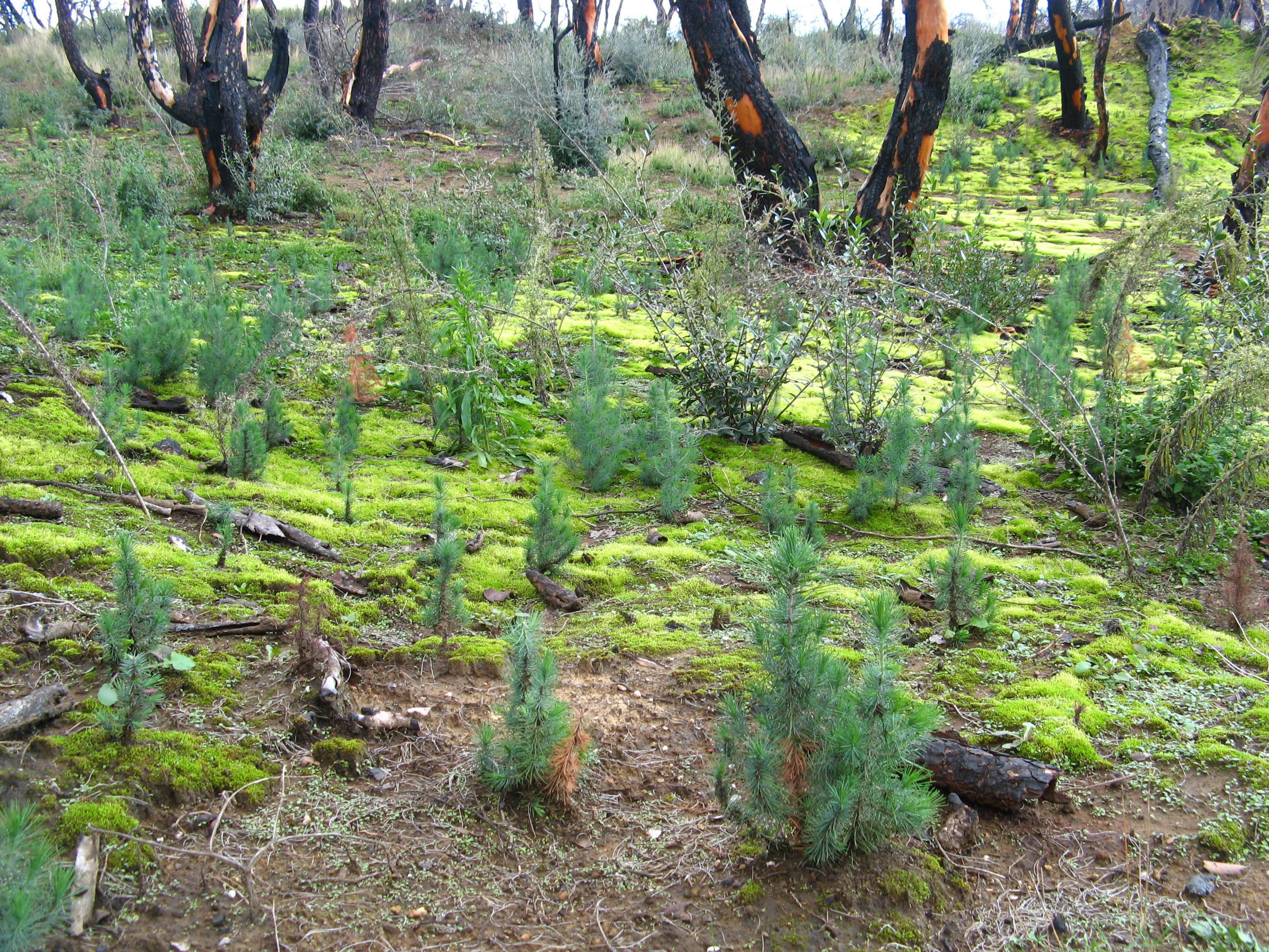 File:Small pine trees near Koliri village.jpg - Wikimedia Commons
