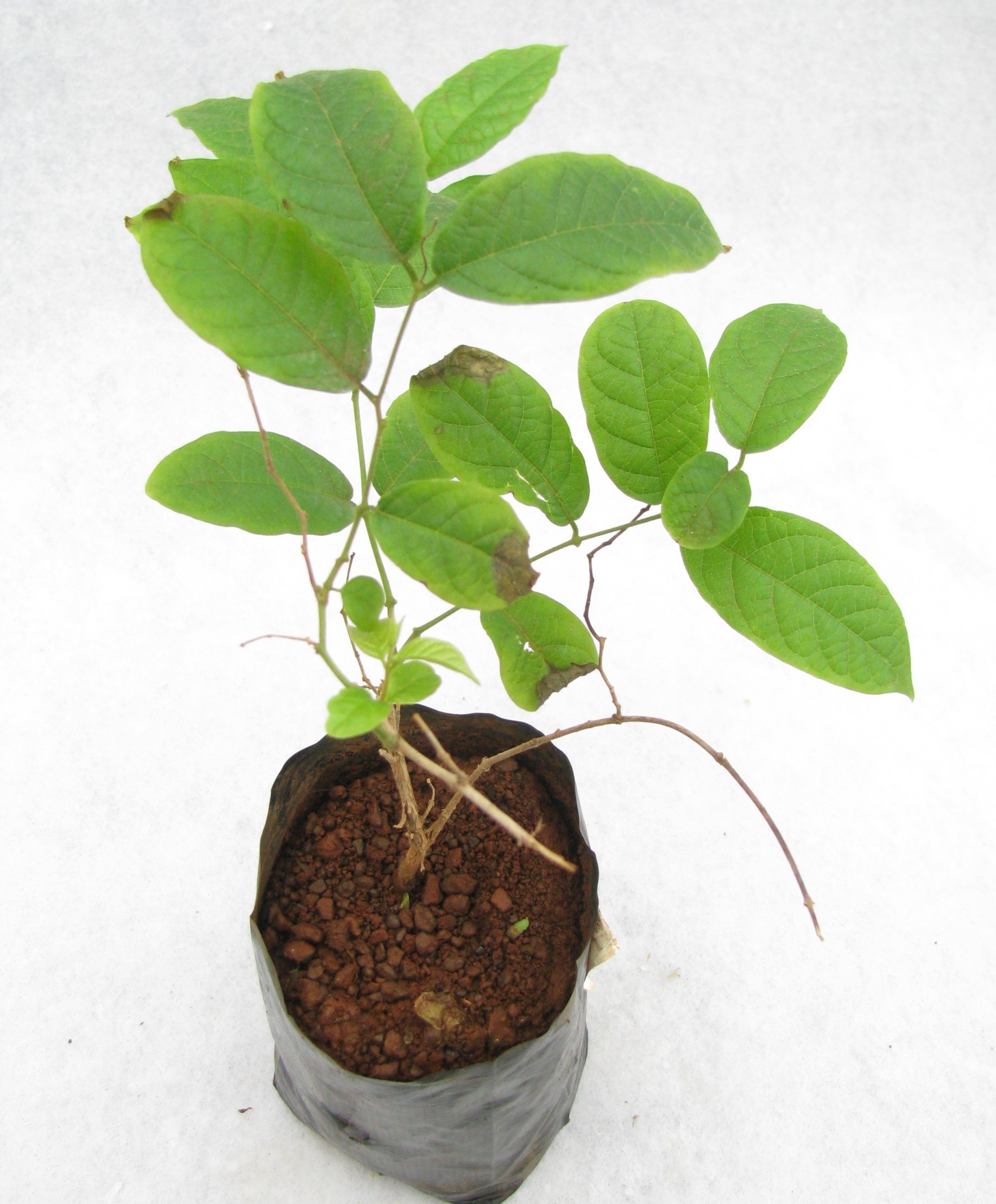 Buy Madhumalti Small Plant Online at best Prices in India ...