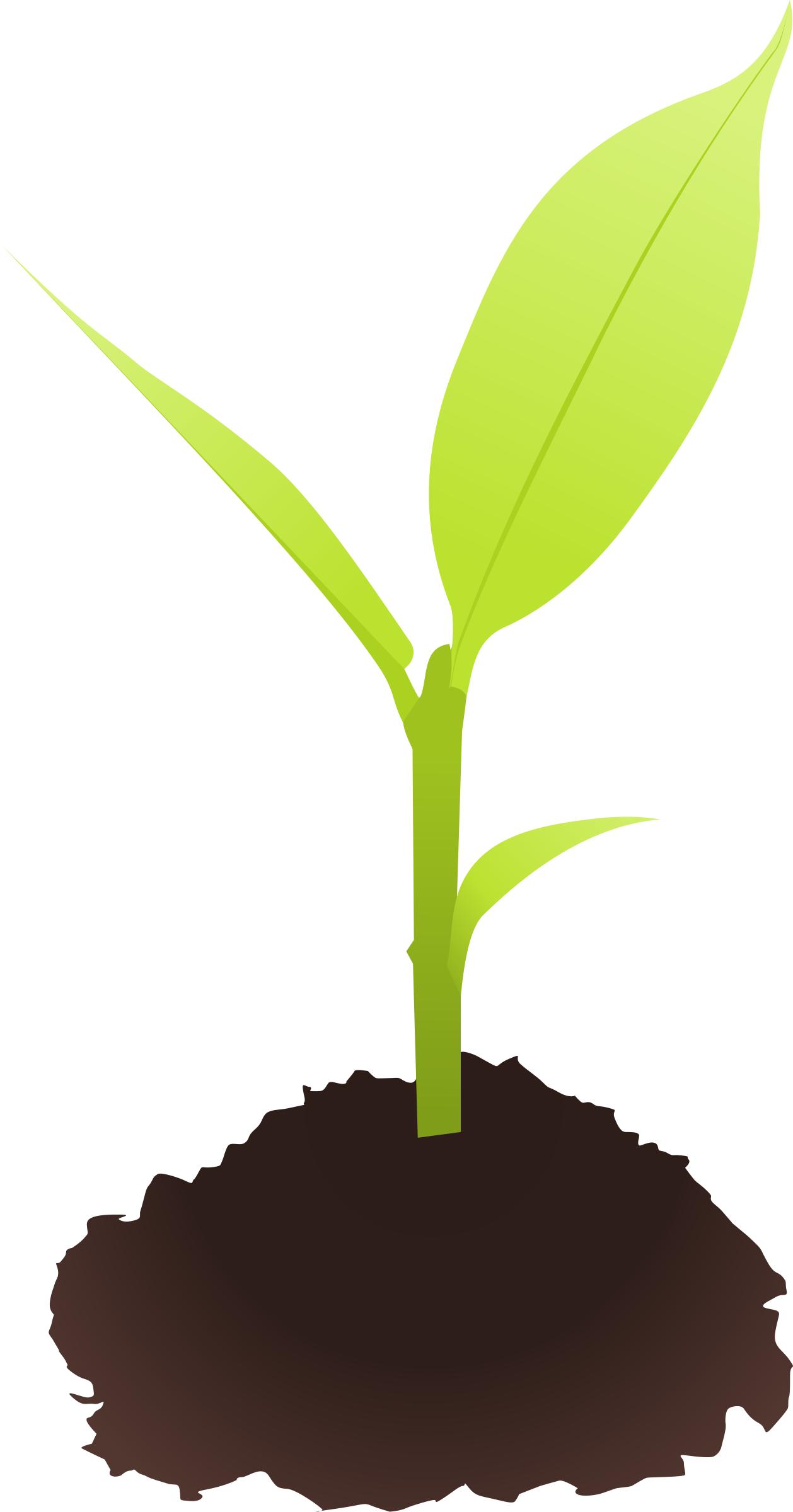 Small plant Icons PNG - Free PNG and Icons Downloads