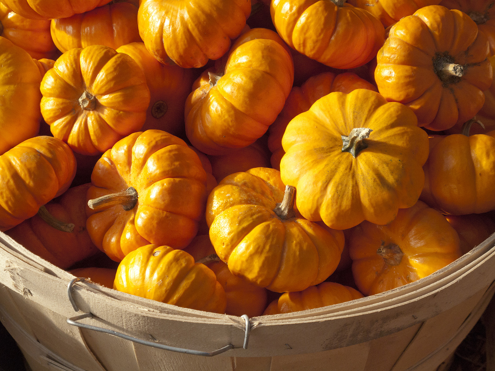 Small Pumpkins | AUTUMN SPLENDOR DDS | Pinterest | Small pumpkins