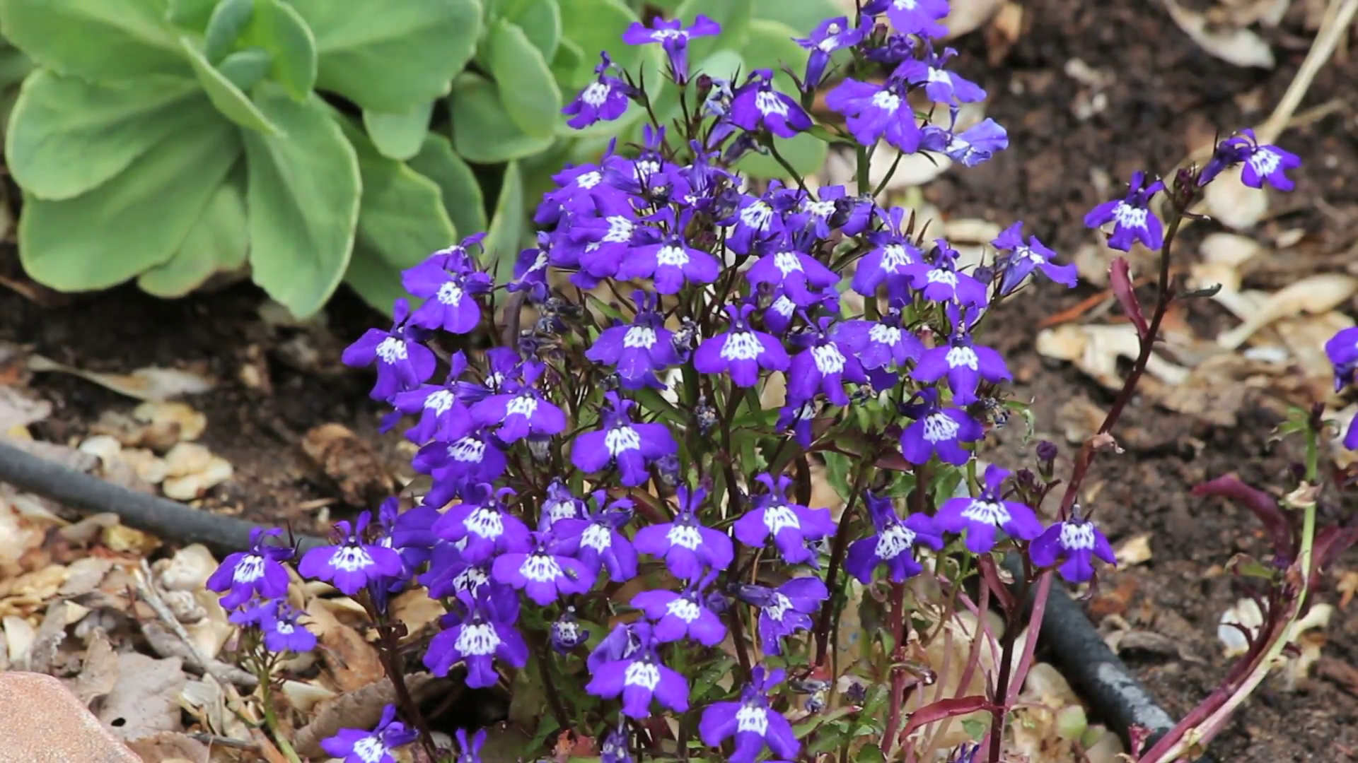Small Purple Flowers Motion Background - Videoblocks