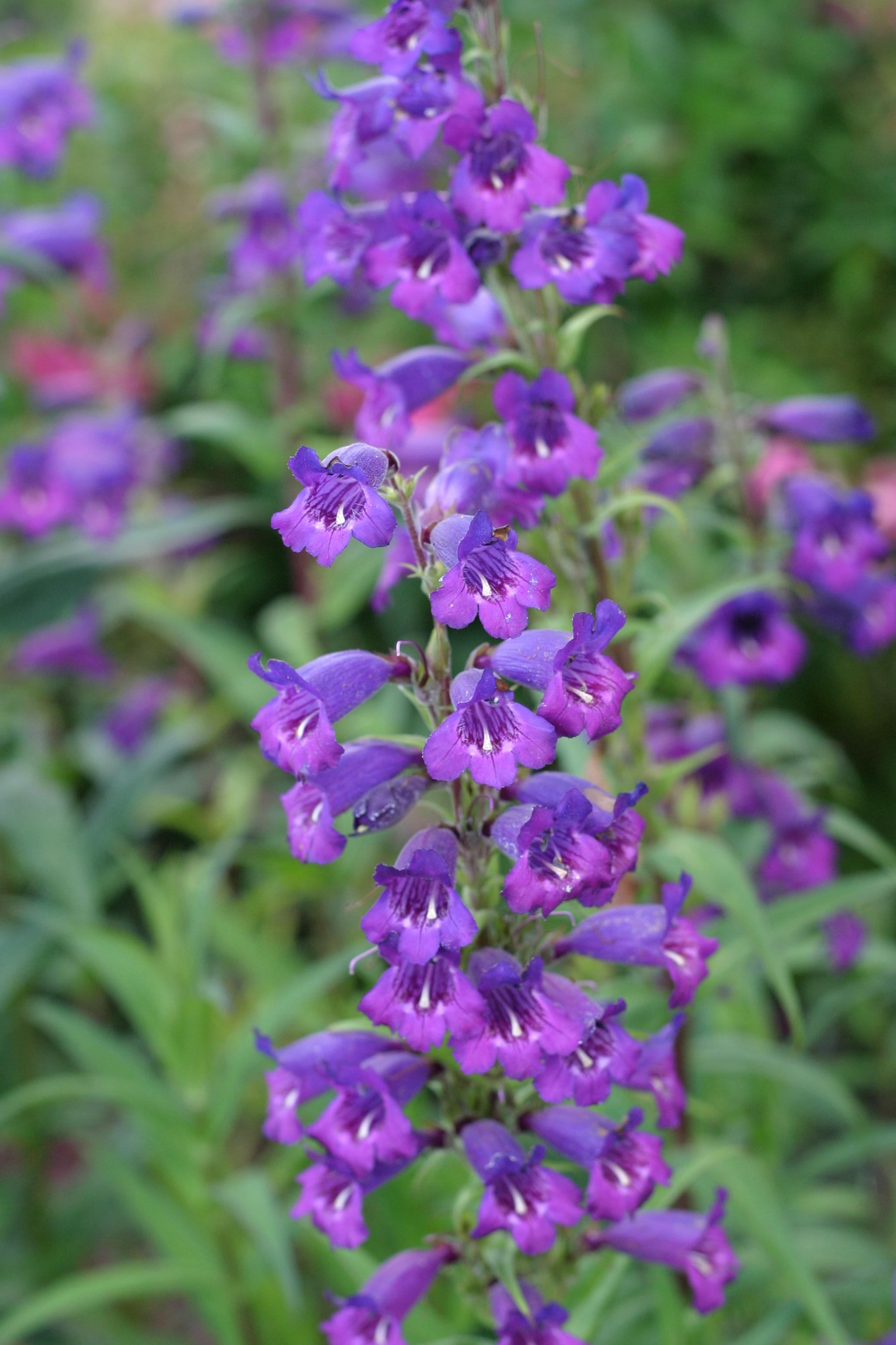 File:Small purple flowers.jpg - Wikimedia Commons