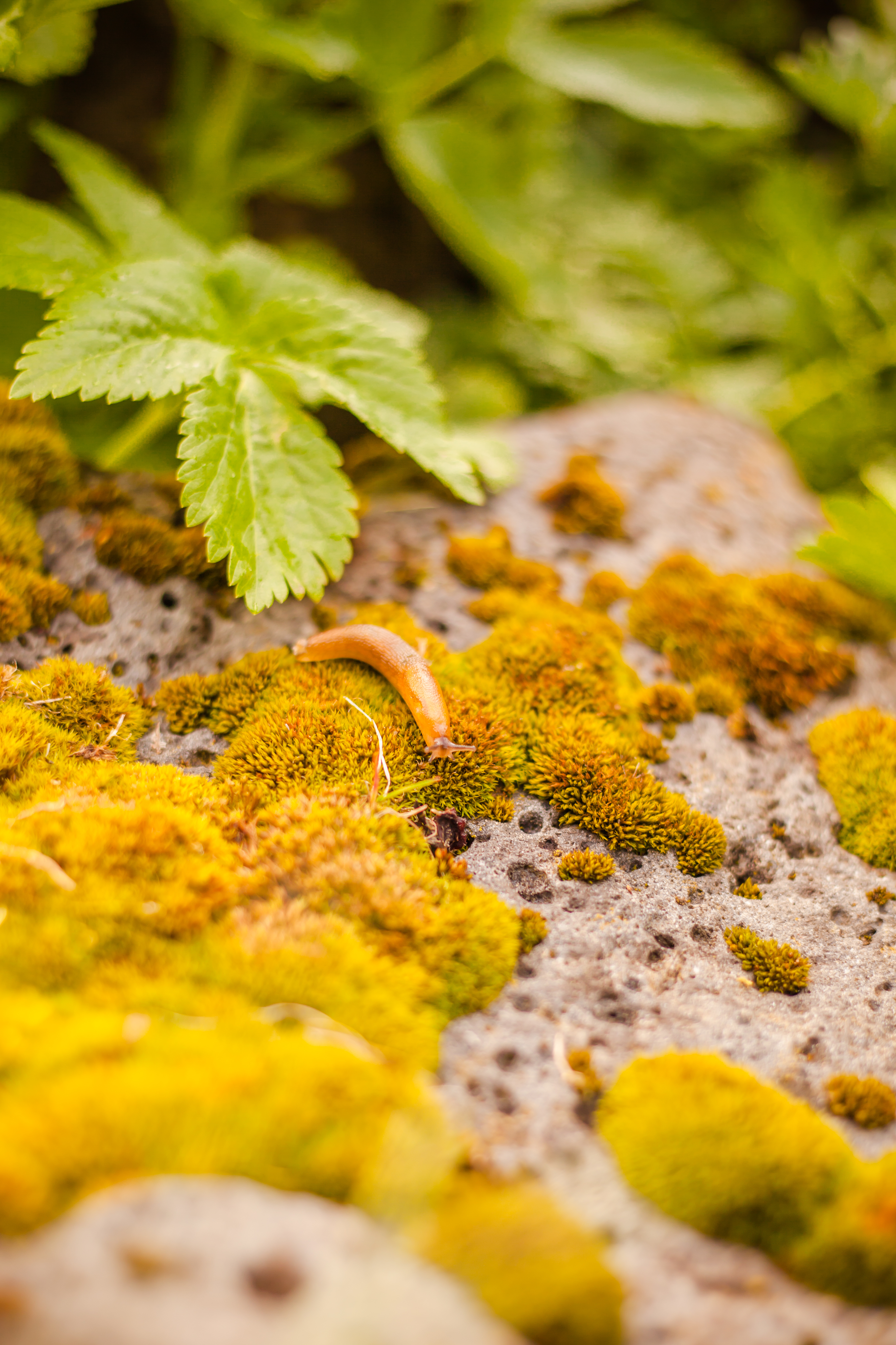 Small Snail on Moss, Animal, Depth, Insect, Moss, HQ Photo