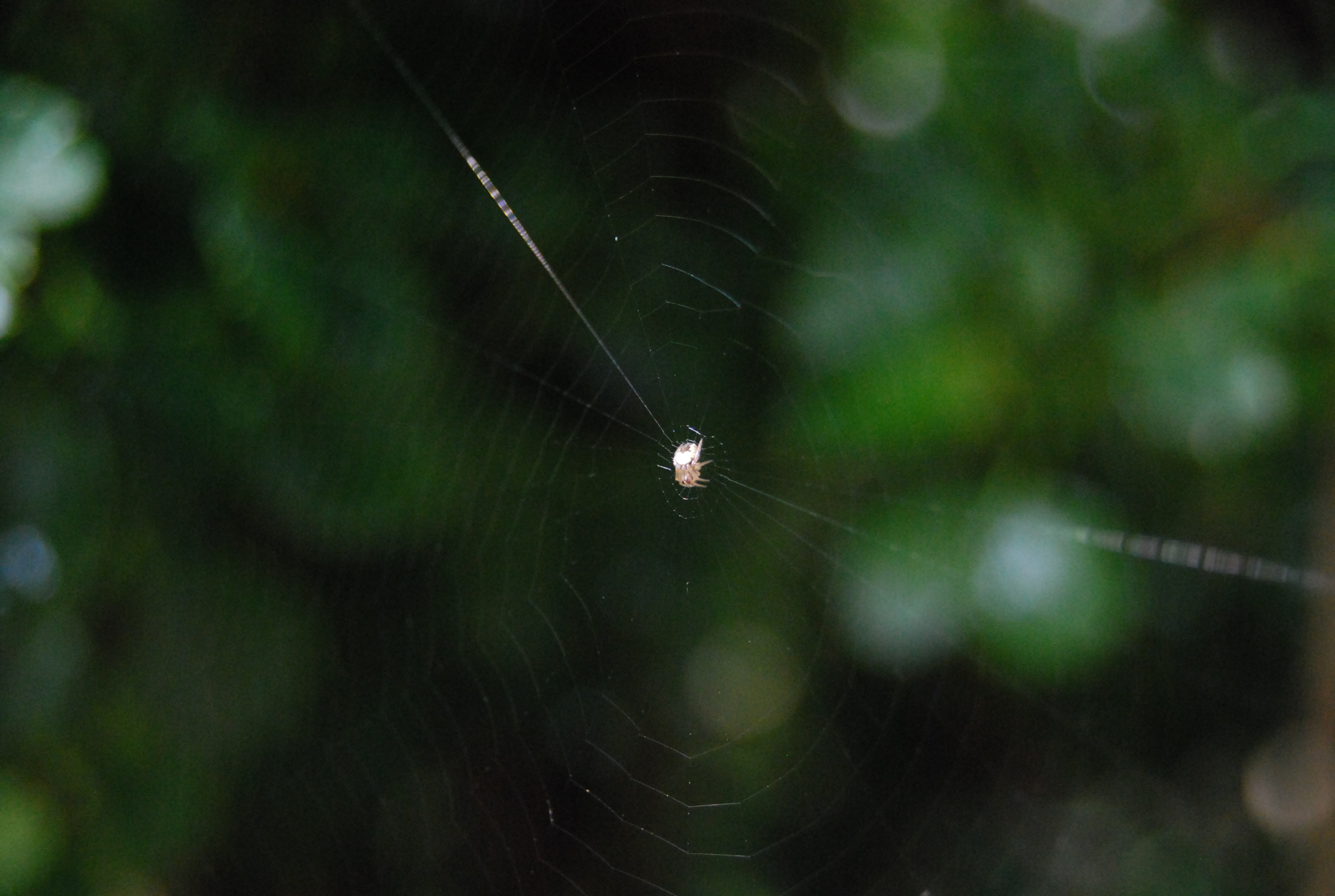 Small spider photo