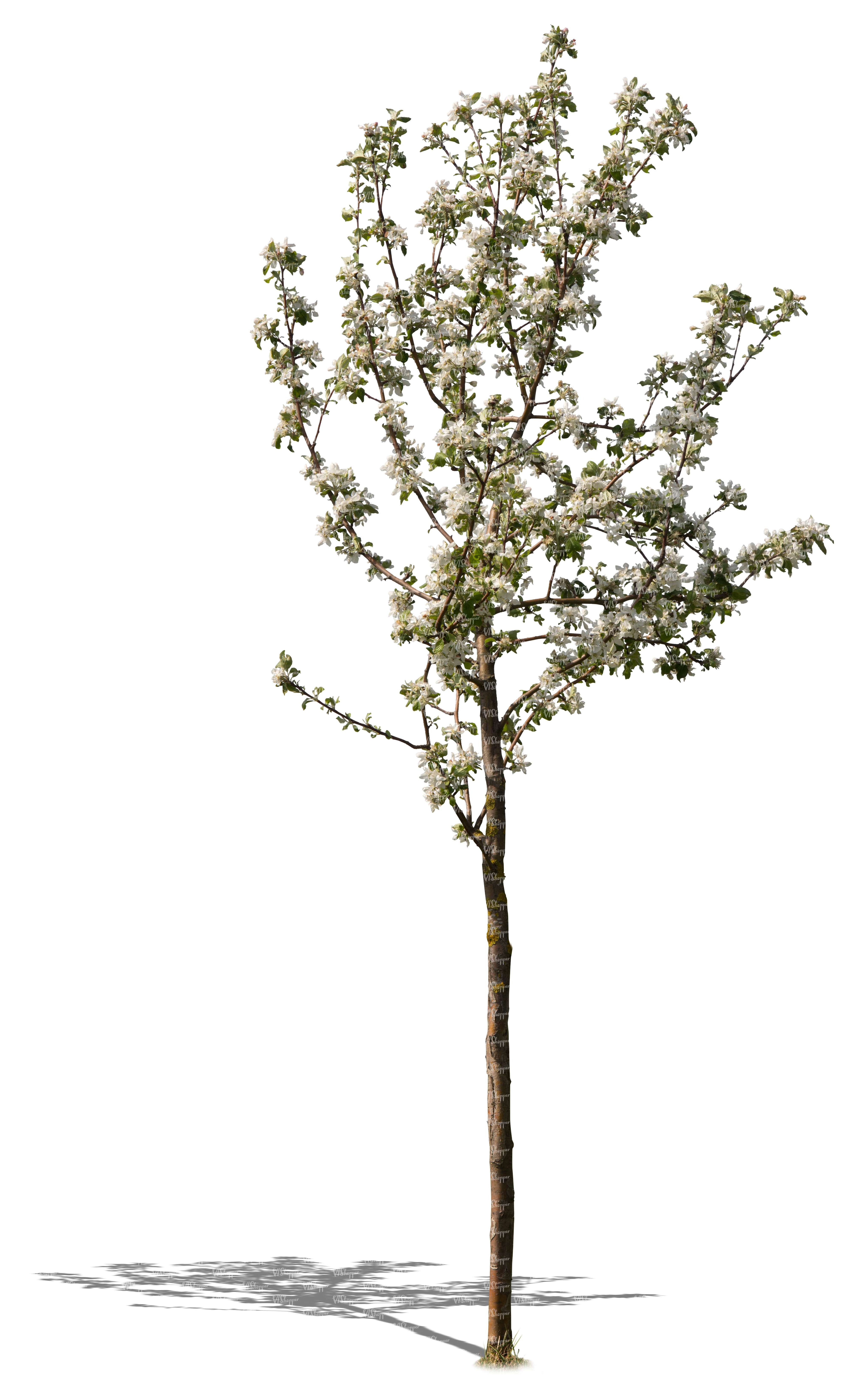 small tree full of blossoms - cut out trees and plants - VIShopper