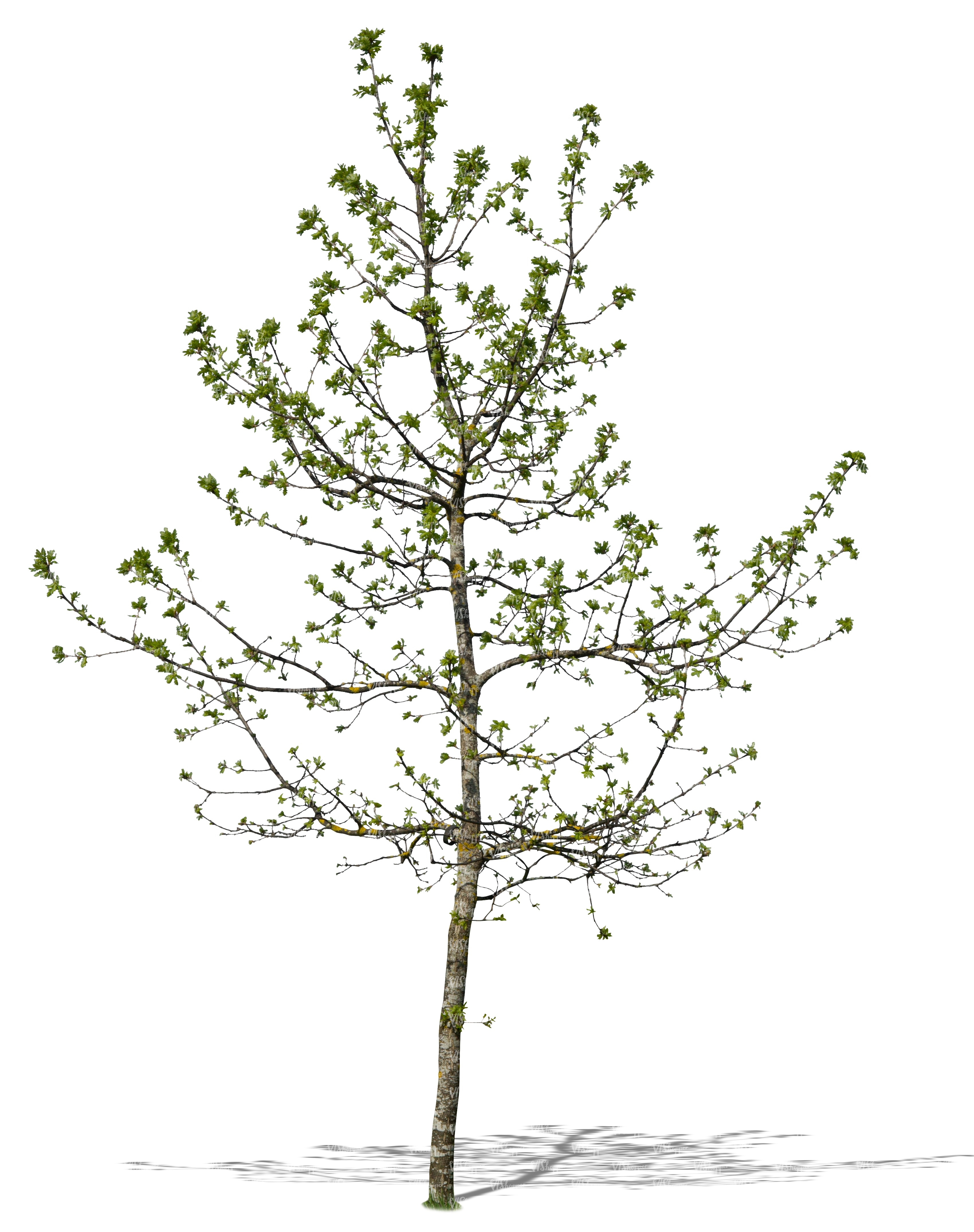 small tree with sprouts - cut out trees and plants - VIShopper