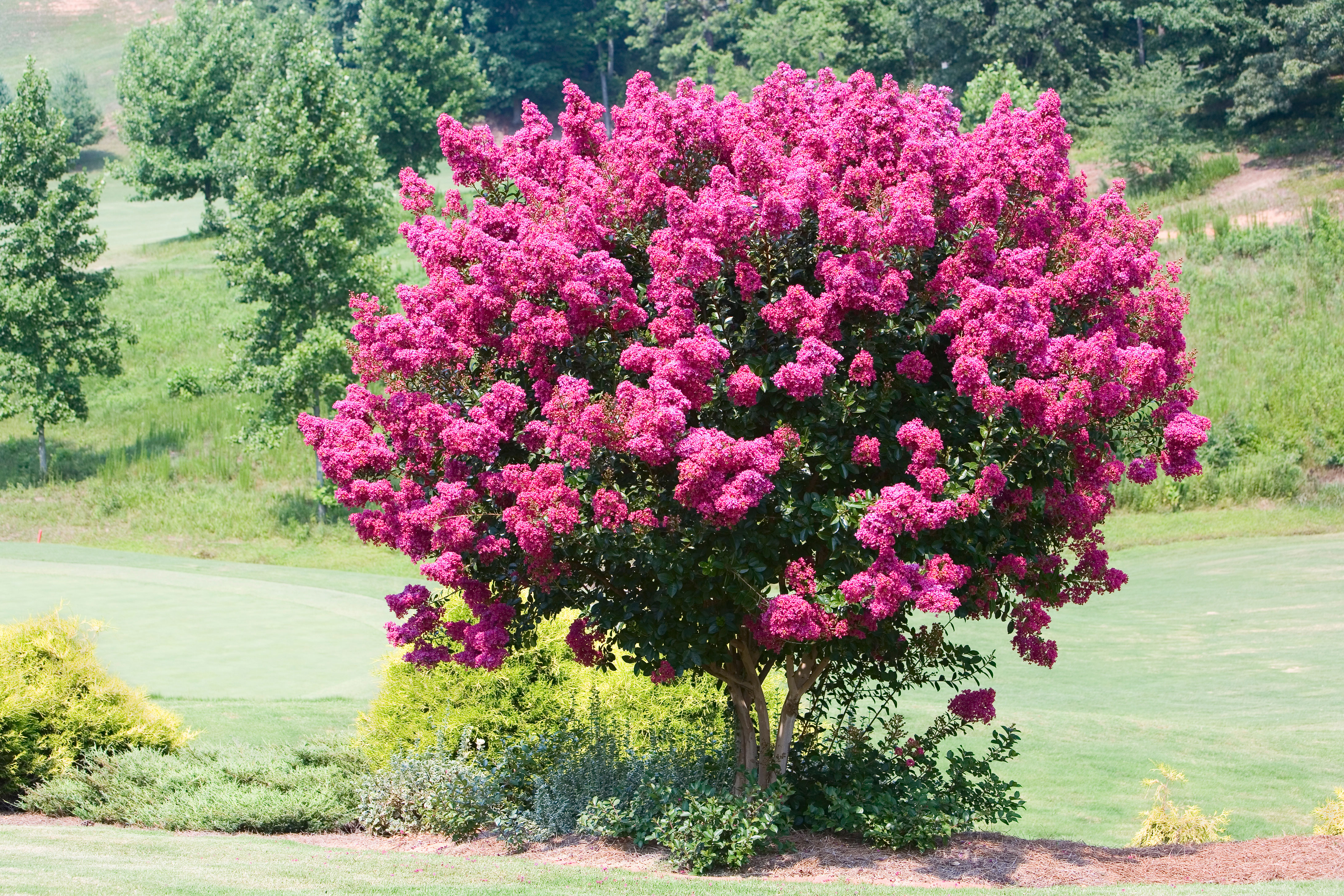 Top 10 Trees for Small Spaces - Sunset Magazine