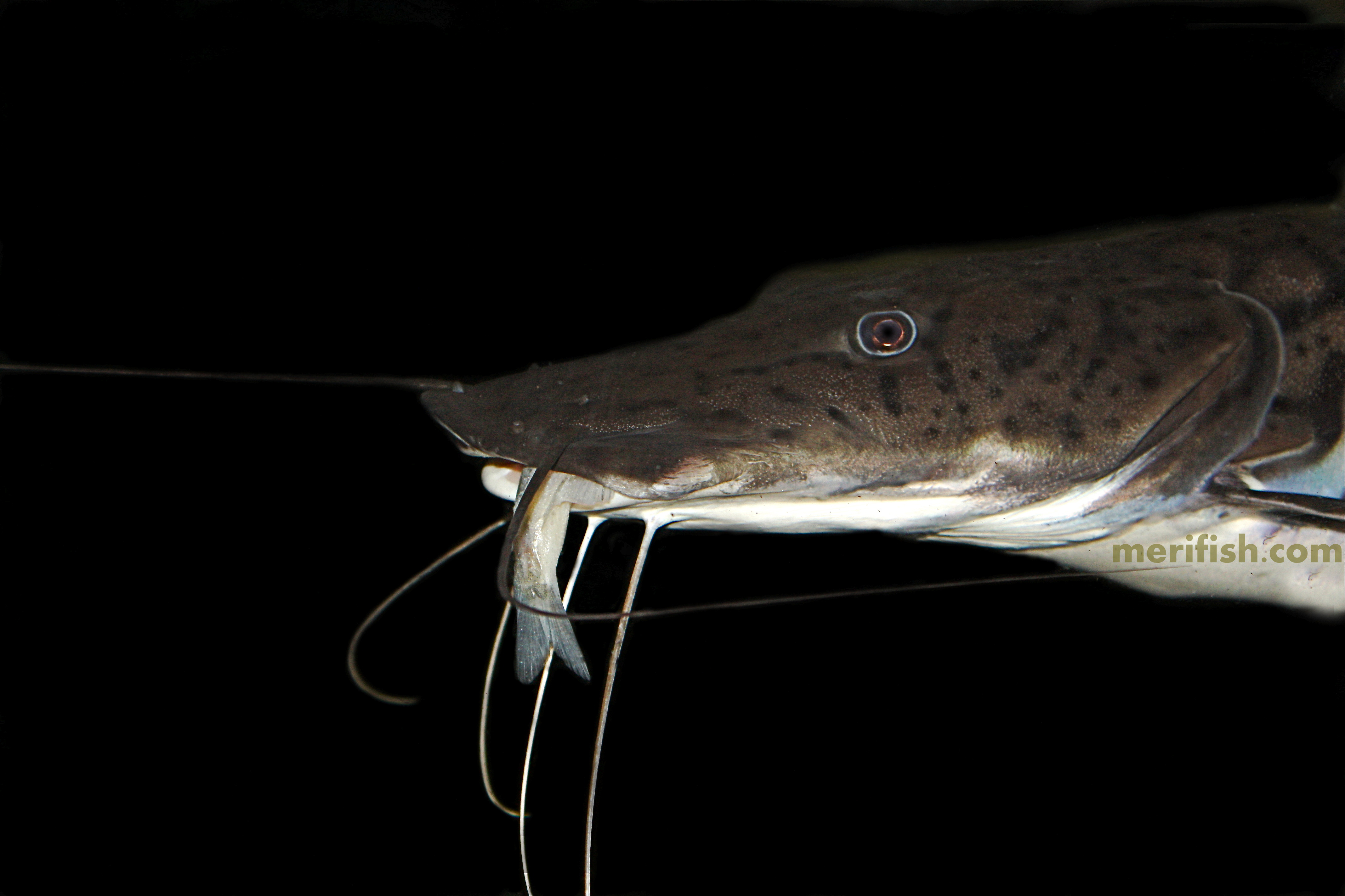 Tiger Shovelnose Catfish (Pseudoplatystoma fasciatum) | Merifish ...