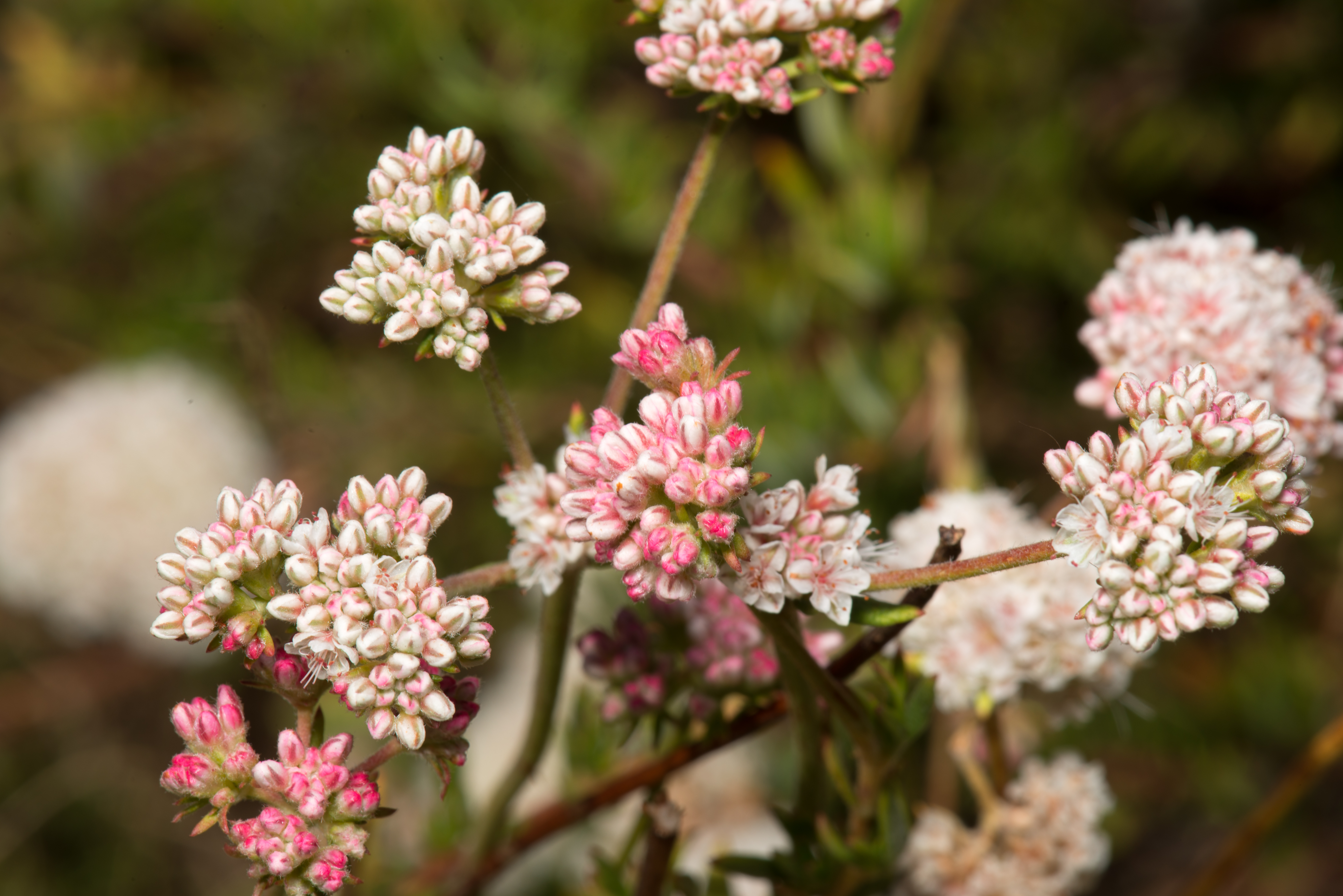 Small white and pink flower buds on bush, Blossom, Field, Flower, Landscape, HQ Photo