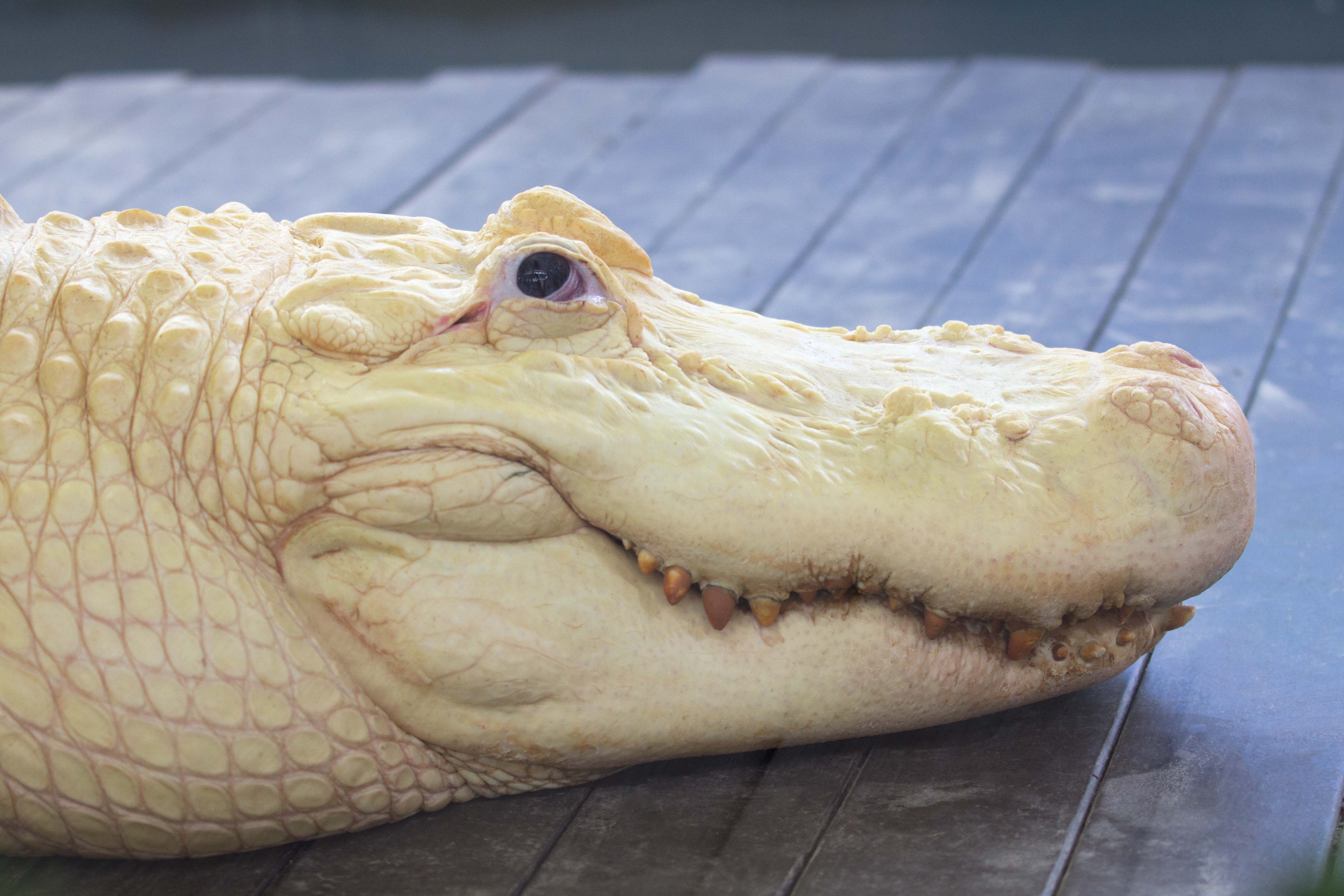 White Alligator with Crinkled Eyes | naturetime