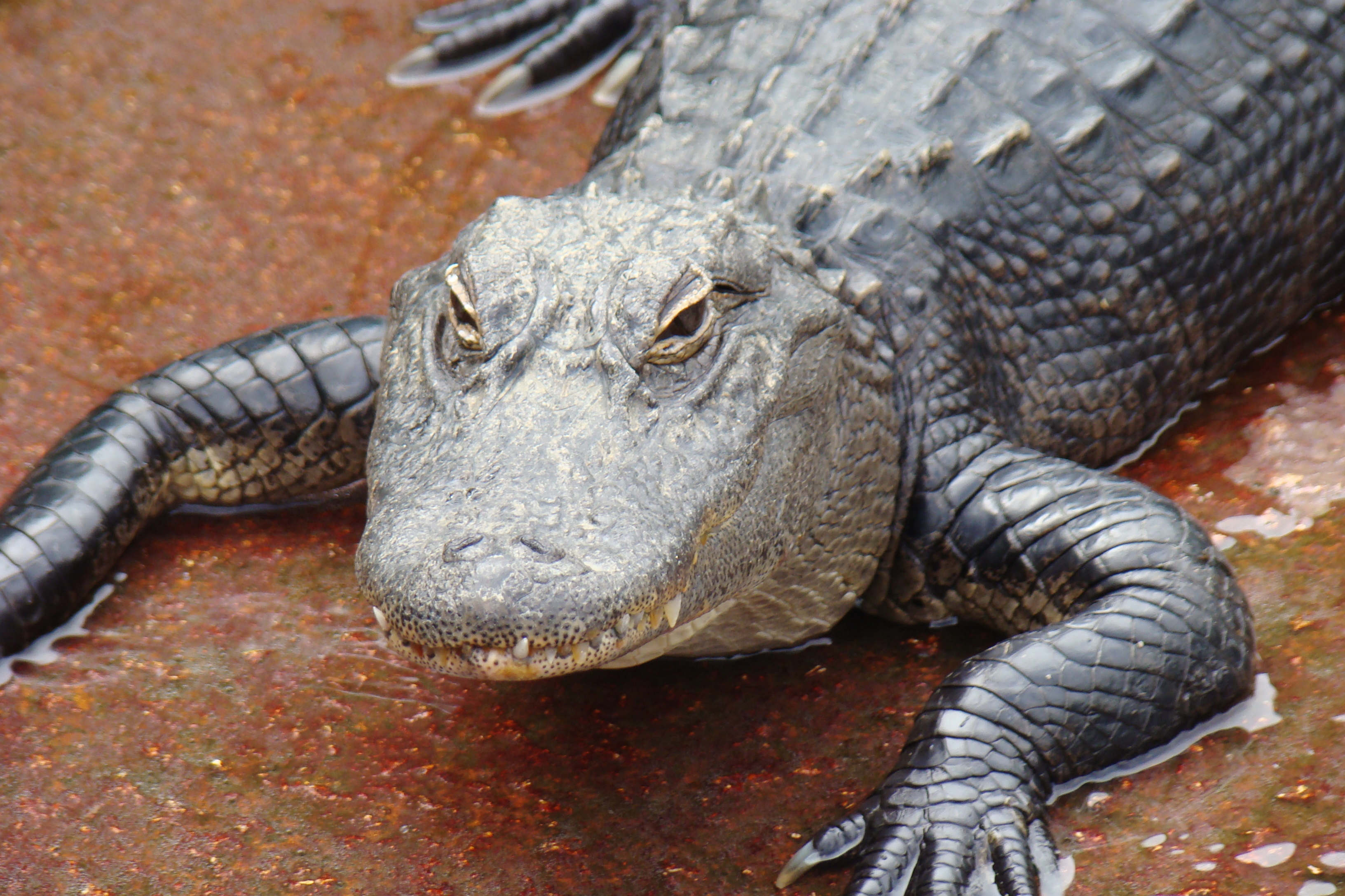 Alligator Wrestling in Florida | John Gottberg's Blog