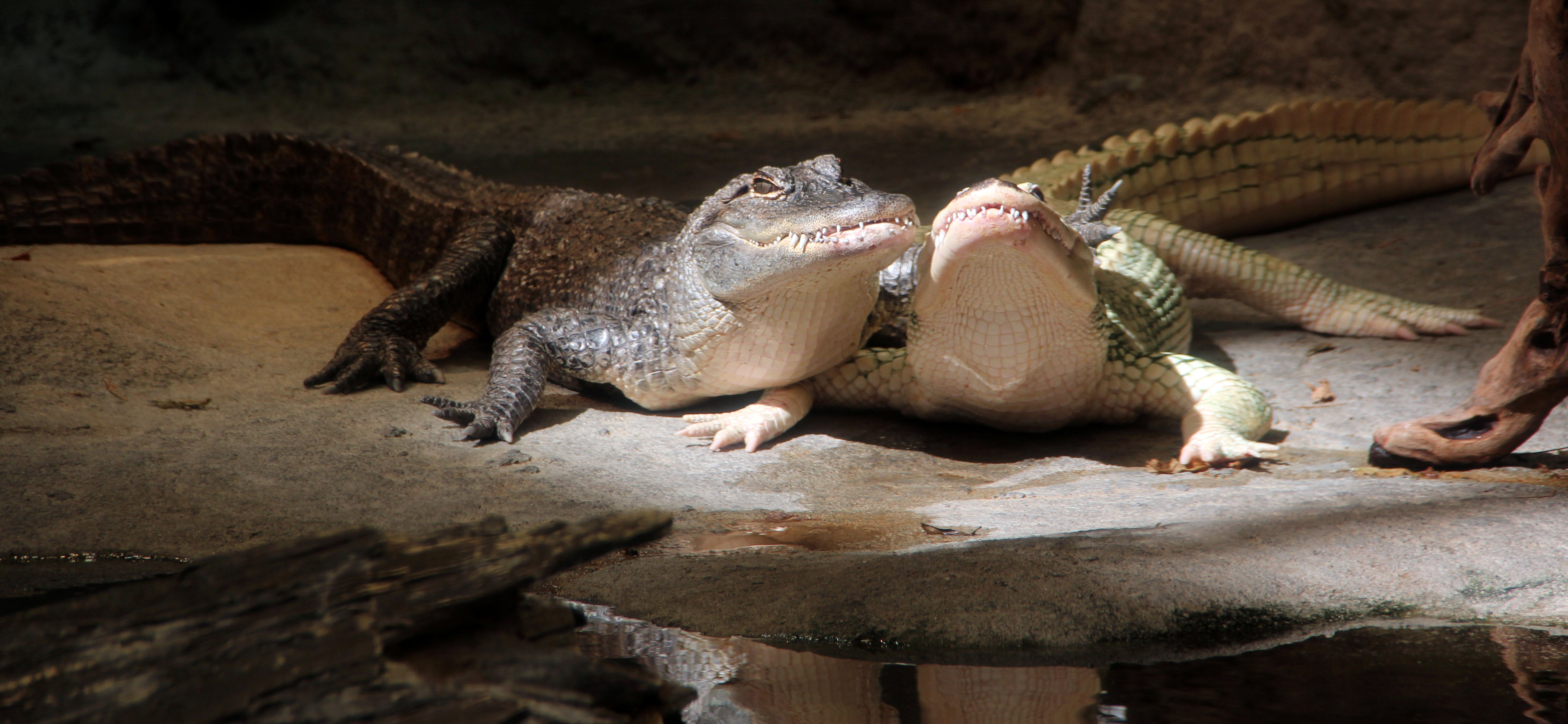 Alligators Smiling For the Camera – At the North Carolina Aquarium ...