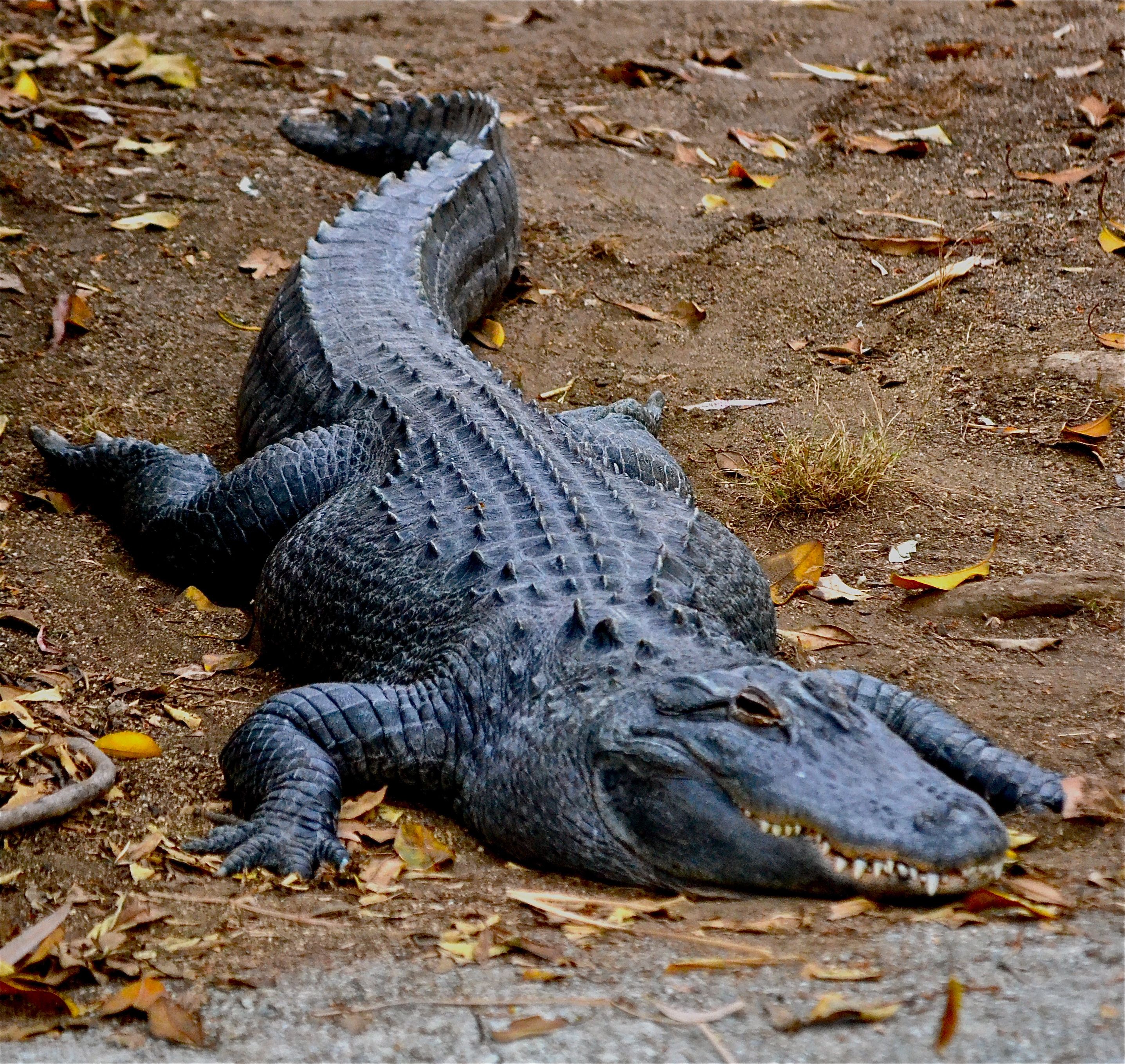 Smiling alligator | Animals | Pinterest | Alligators and Animal