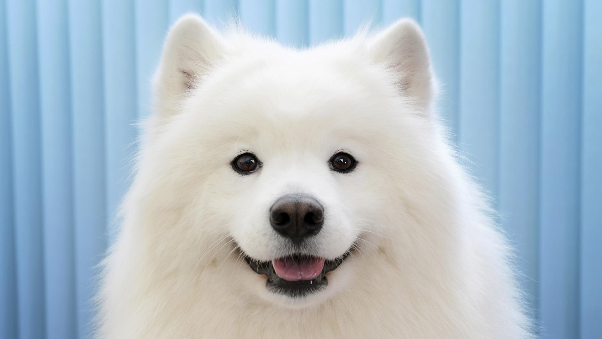 15 Adorable dogs that look like they're smiling