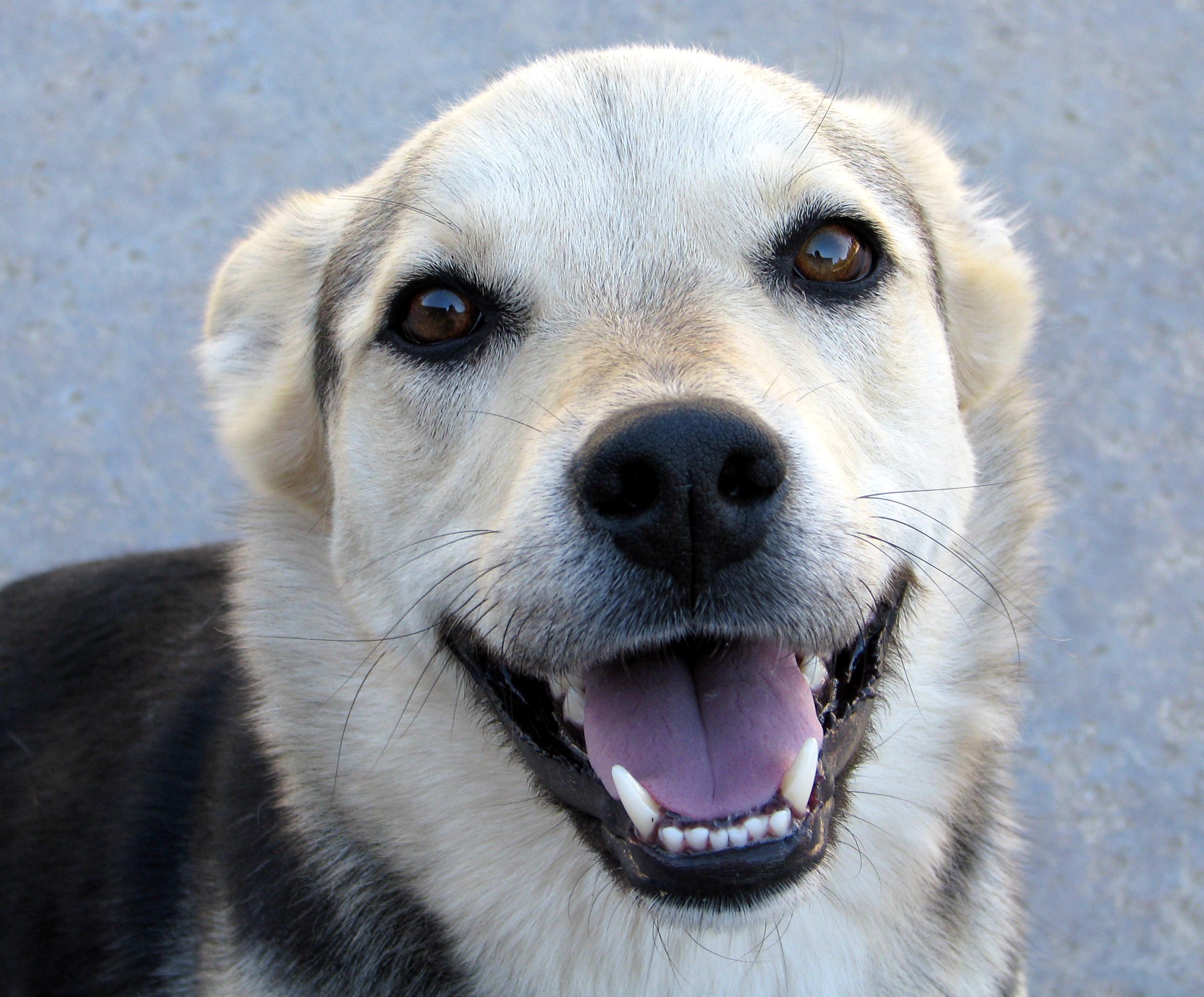 Smiling Dog | photo page - everystockphoto