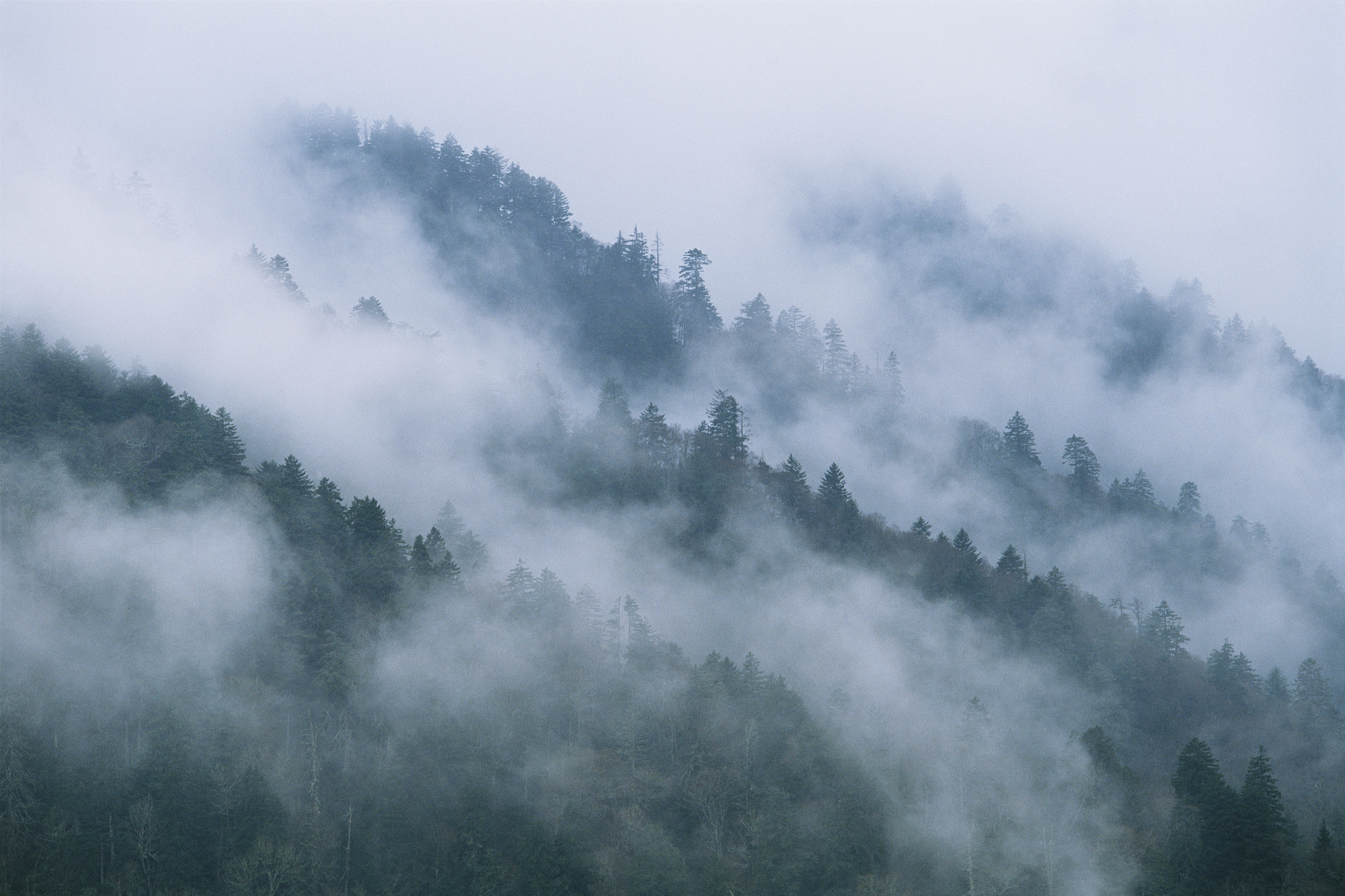 Влажность при тумане. Горы в тумане. Туманный лес. Лес горы туман. Горный лес в тумане.