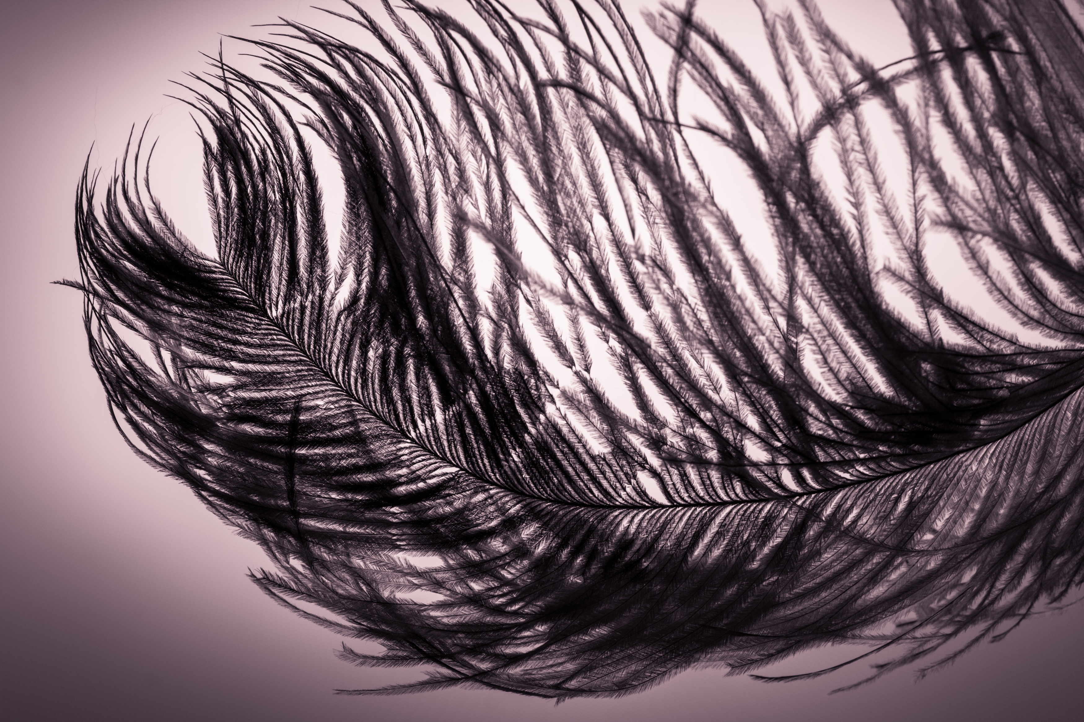 Smooth Feather