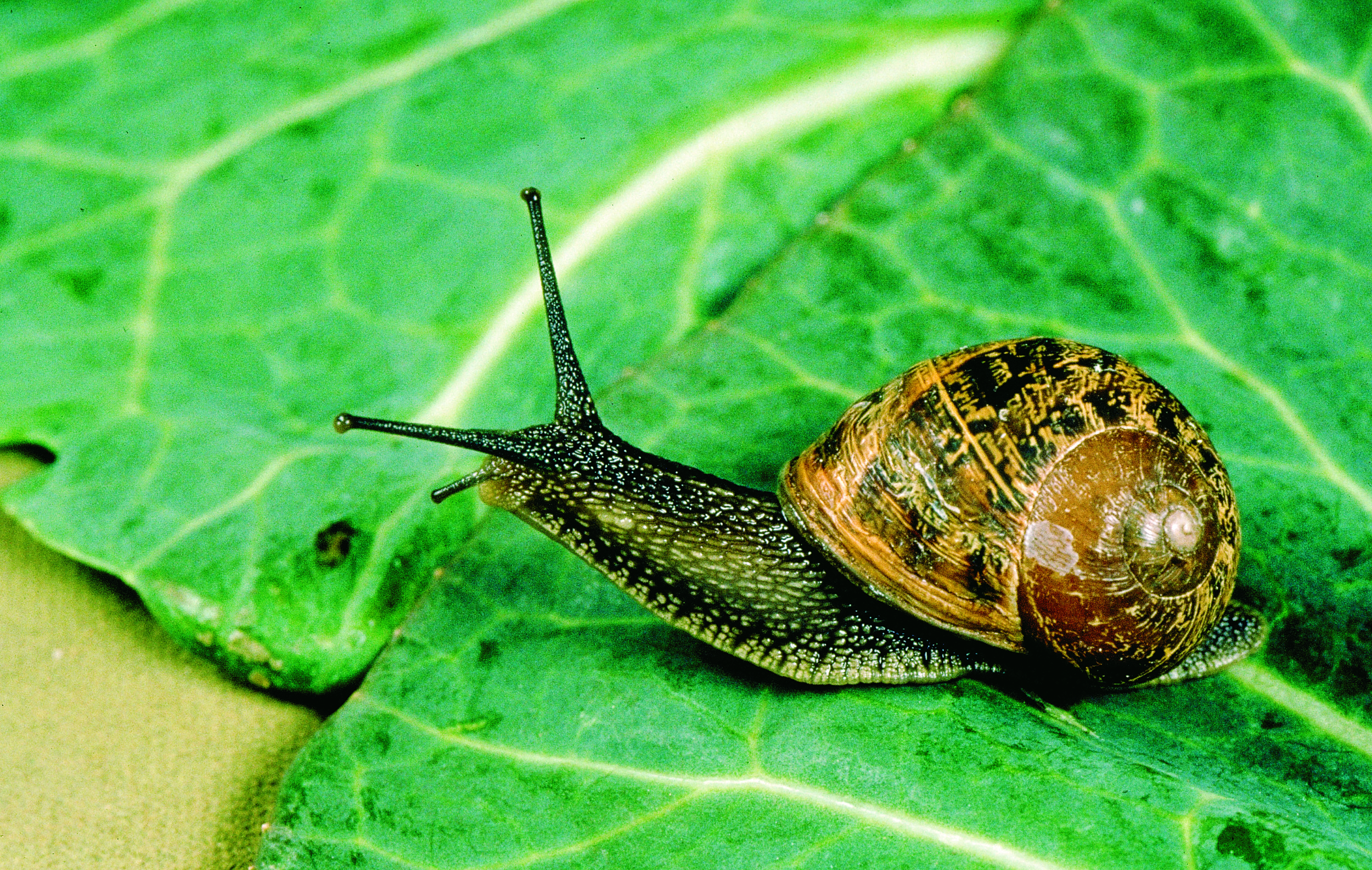 Snail and slug control | Agriculture and Food
