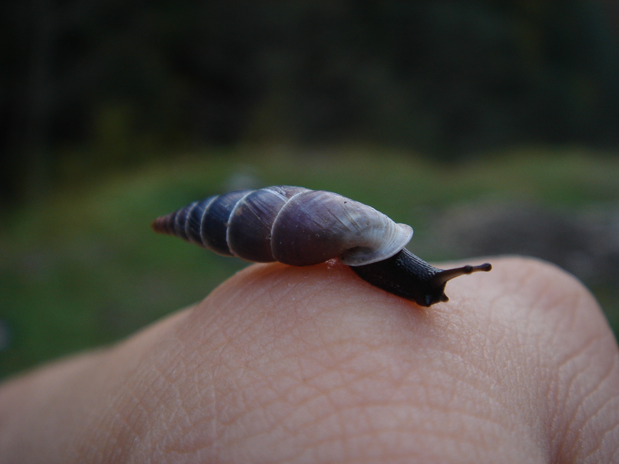 snailsvn uninstall