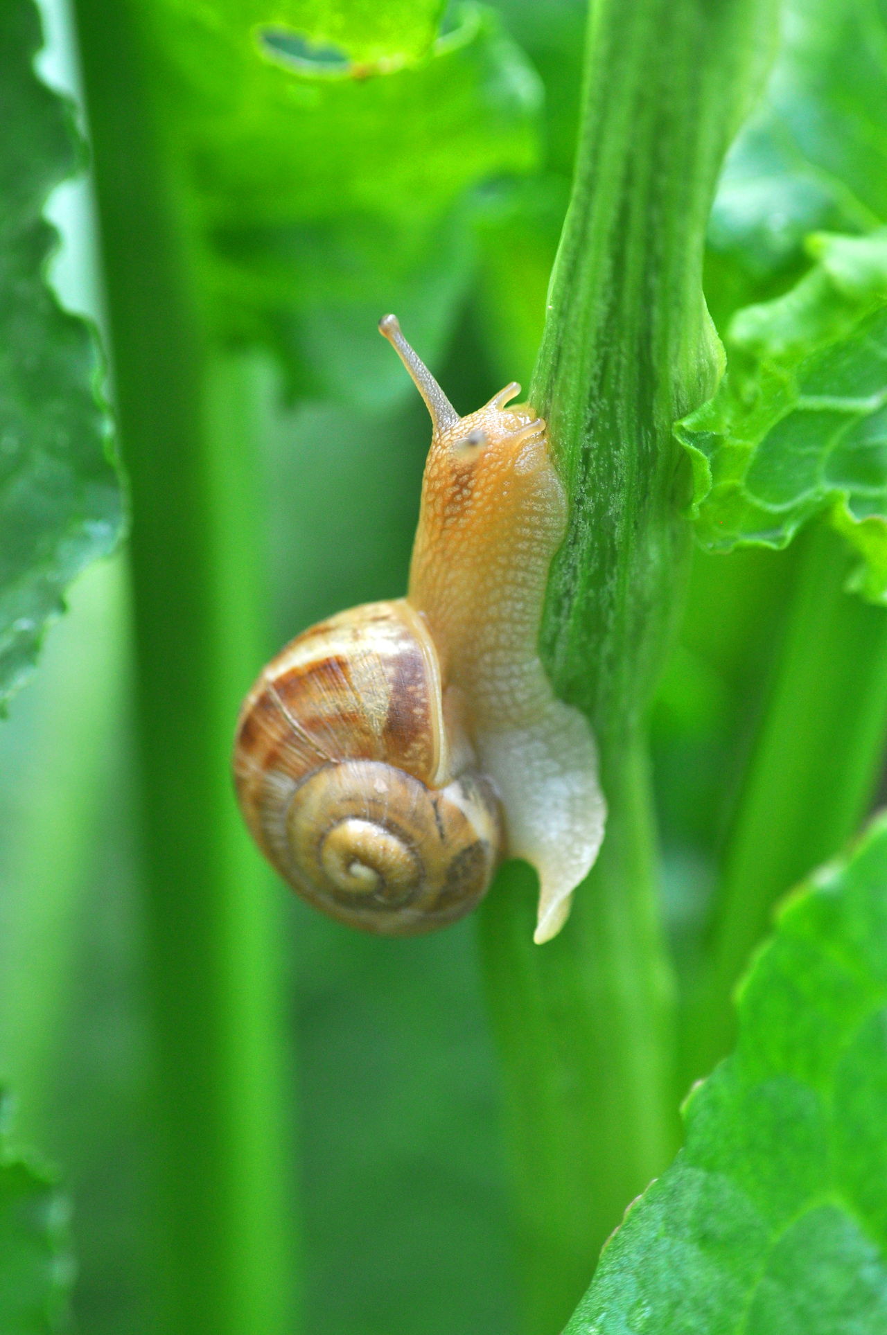 A Shell of a Home: Facts About the Ear-less Snails