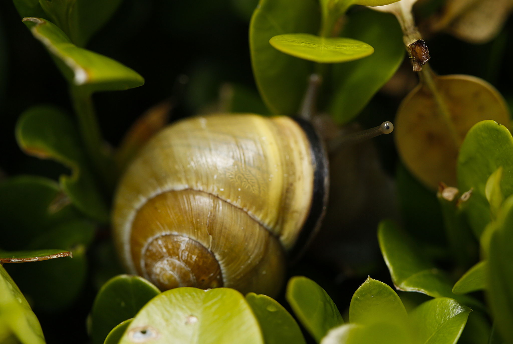 The slowest invasion: Non-native snails take over the Northwest ...