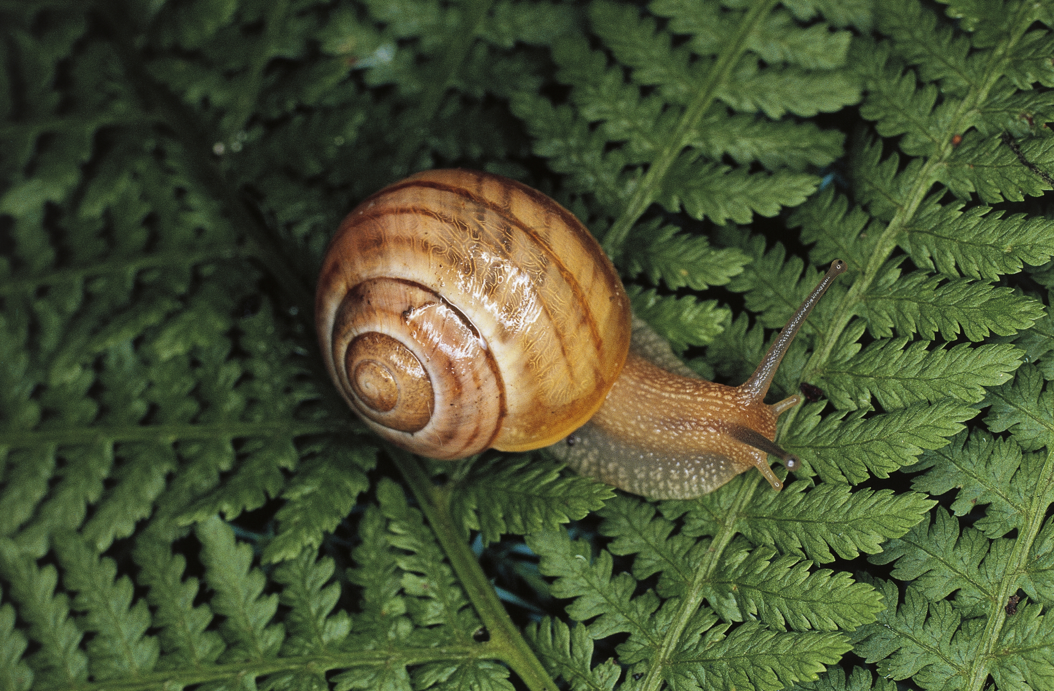 Here's everything you need to know about snail sex, which is oddly ...