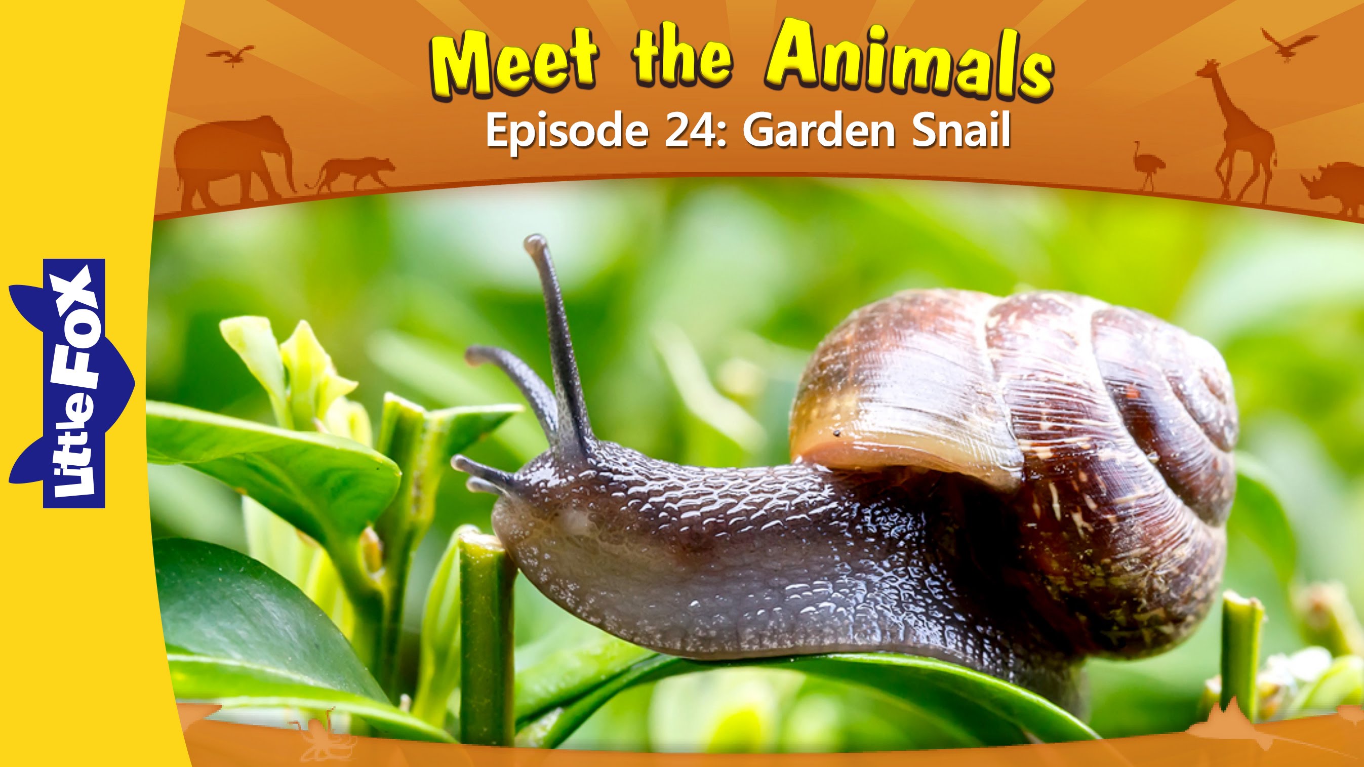 Meet the Animals 24: Garden Snail | Level 2 | By Little Fox - YouTube