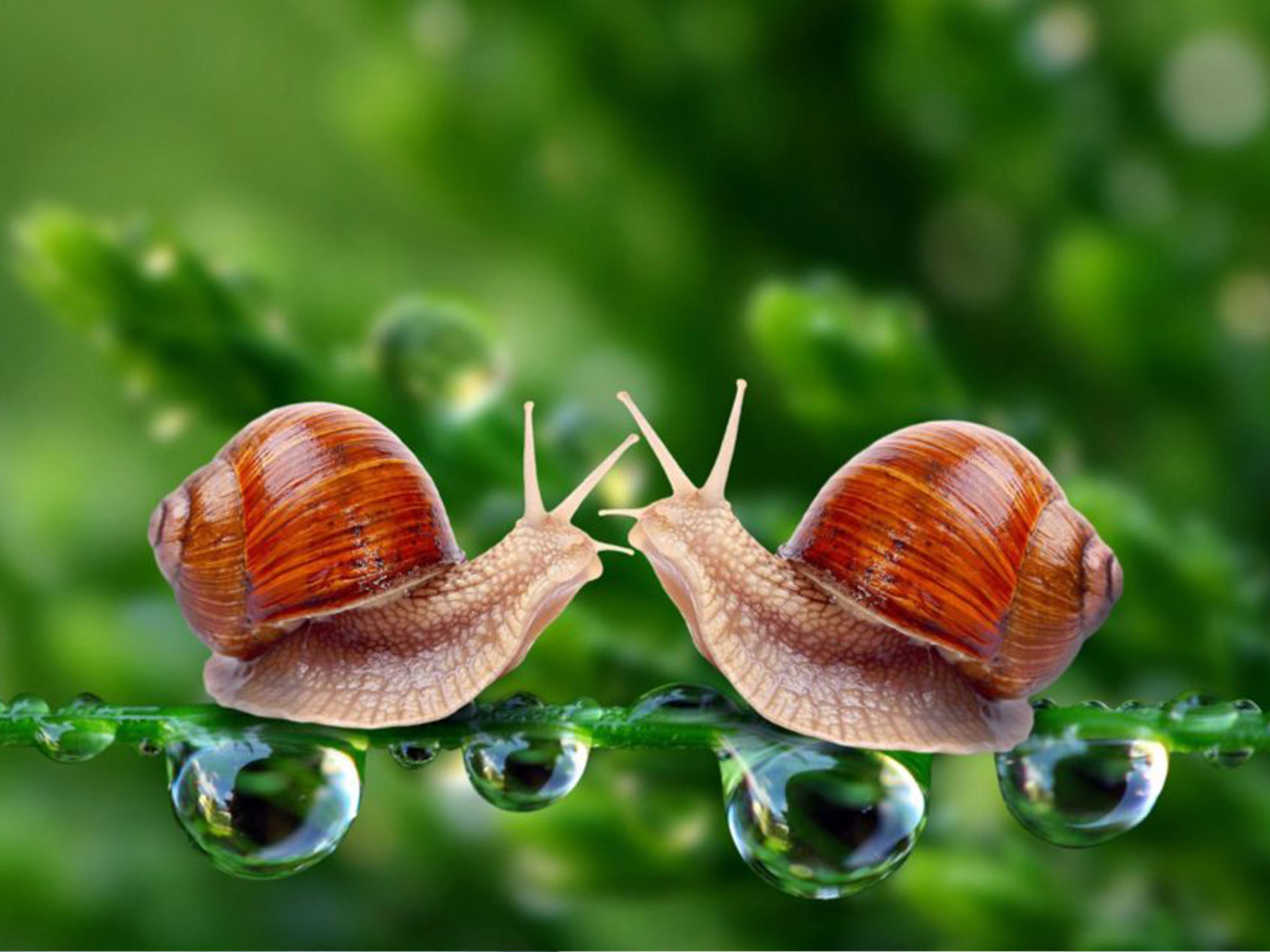 Snail Cream: What Will Happen To Your Face When You Use It?