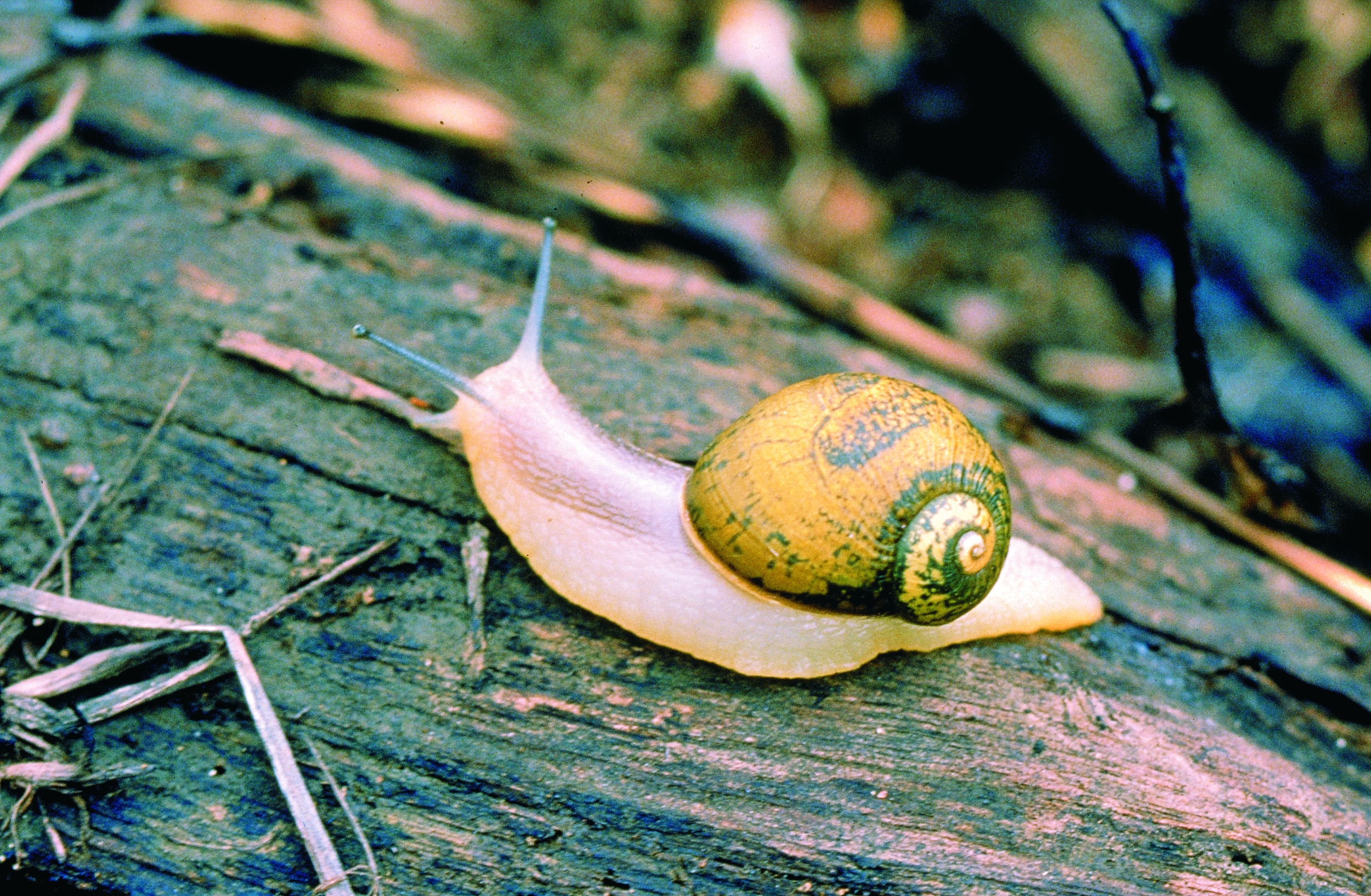 Green snail: declared pest | Agriculture and Food