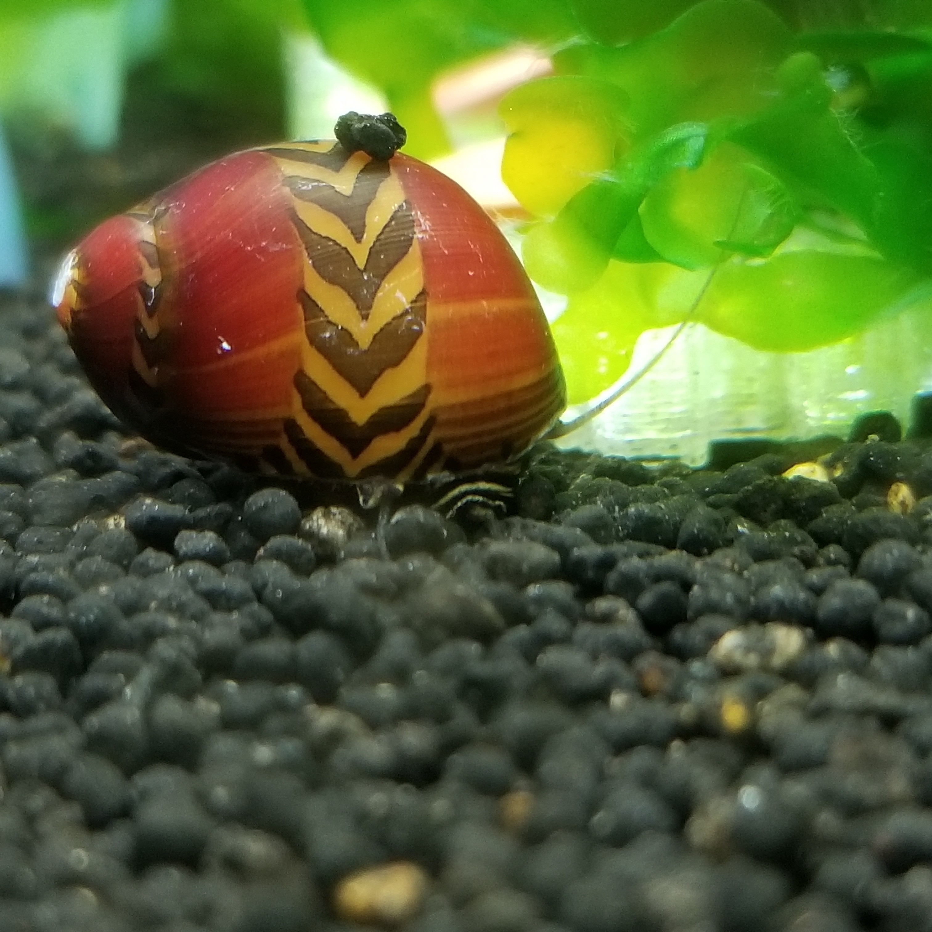 Red Racer Nerite Snail - Vittina waigiensis | The Shrimp Farm