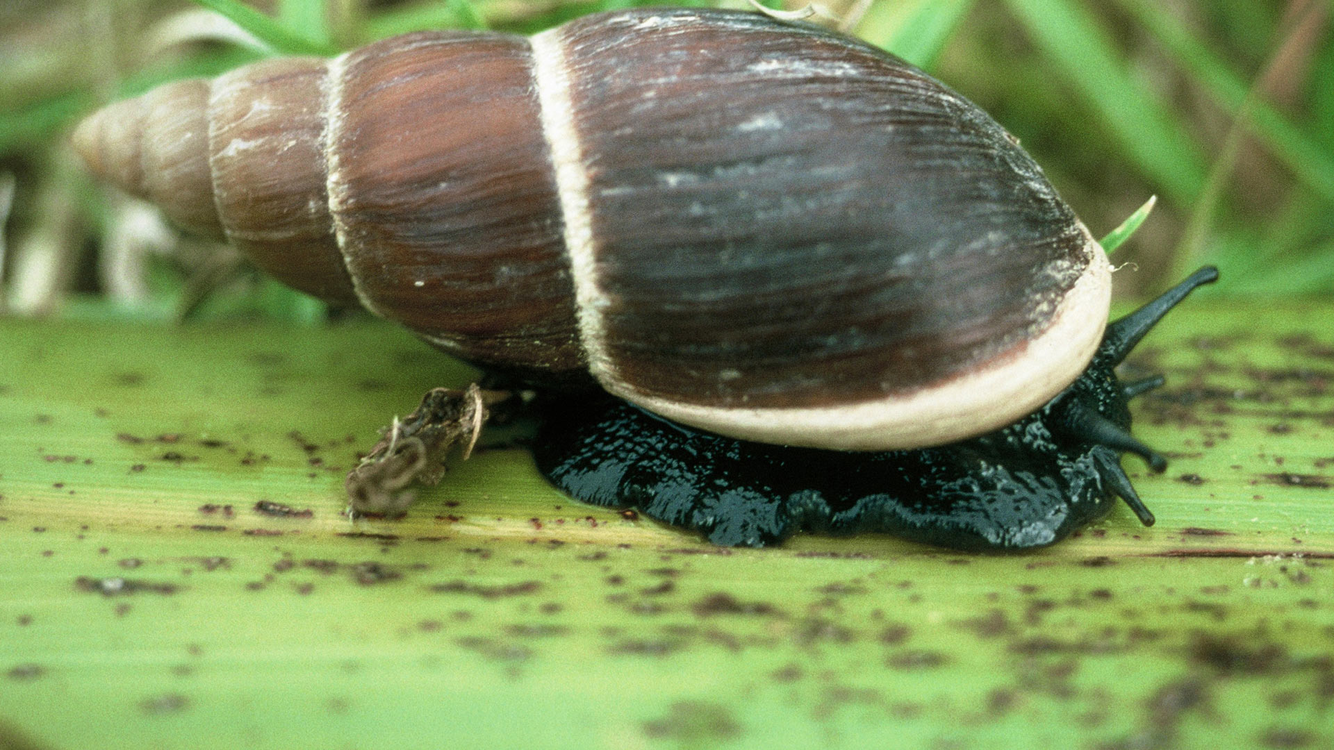 Flax snail/pupurangi: Invertebrates