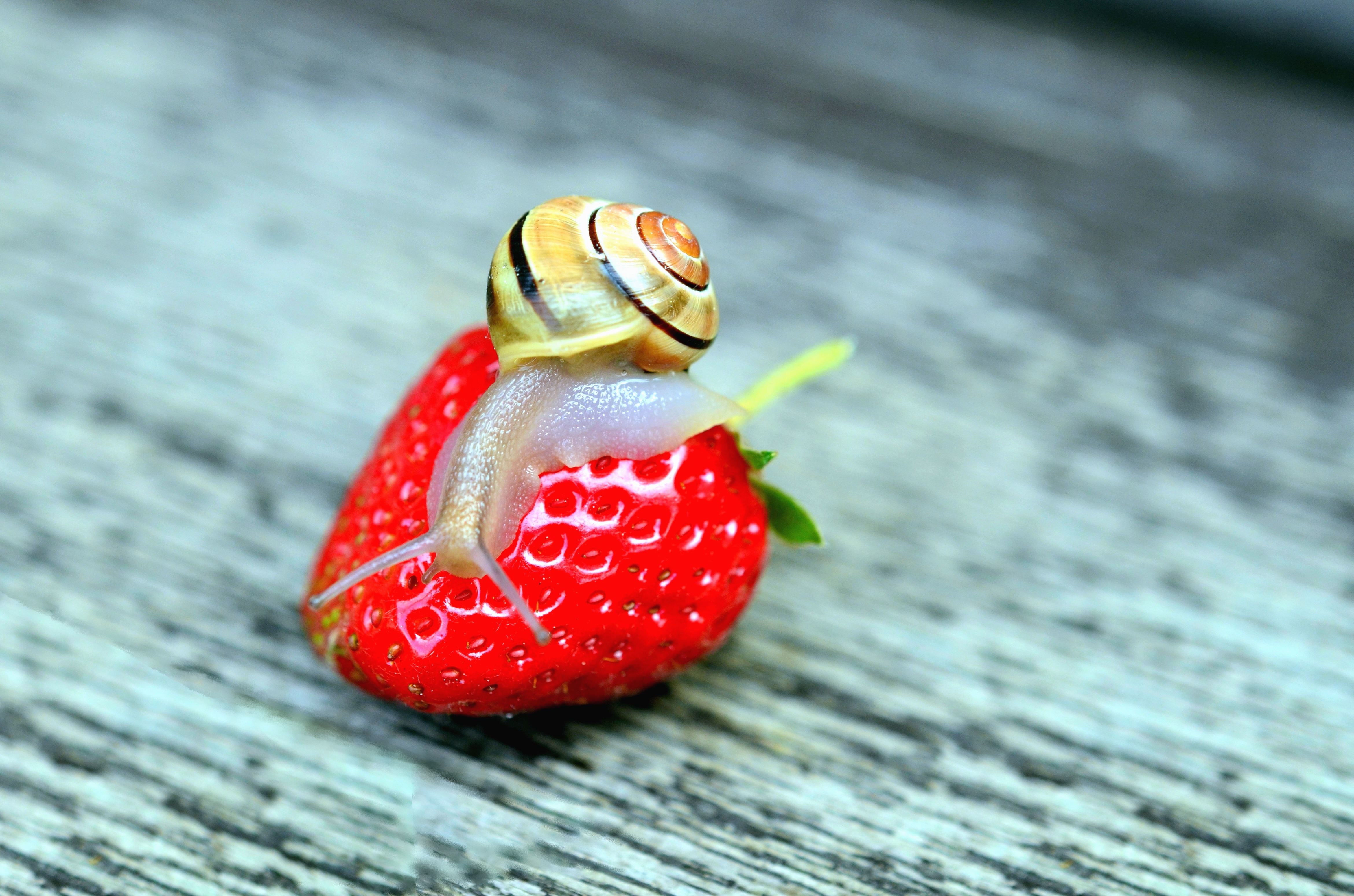 Free picture: strawberry, snail, table, fruits, animals, invertebrates