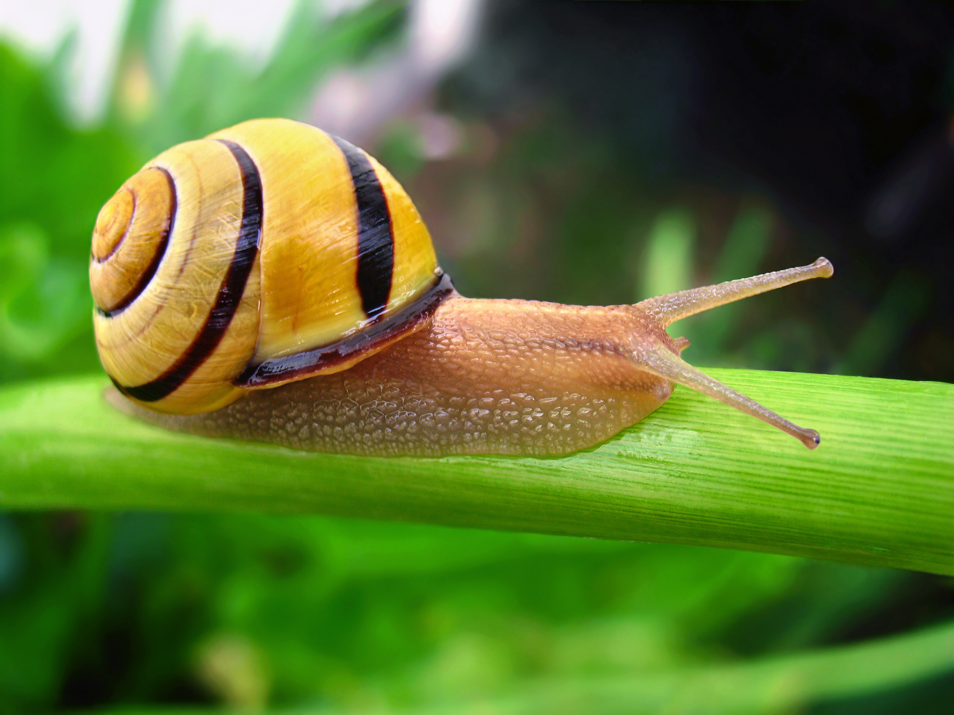 Snail Cream: Is This New Ingredient Good for Your Skin? - AskDrManny
