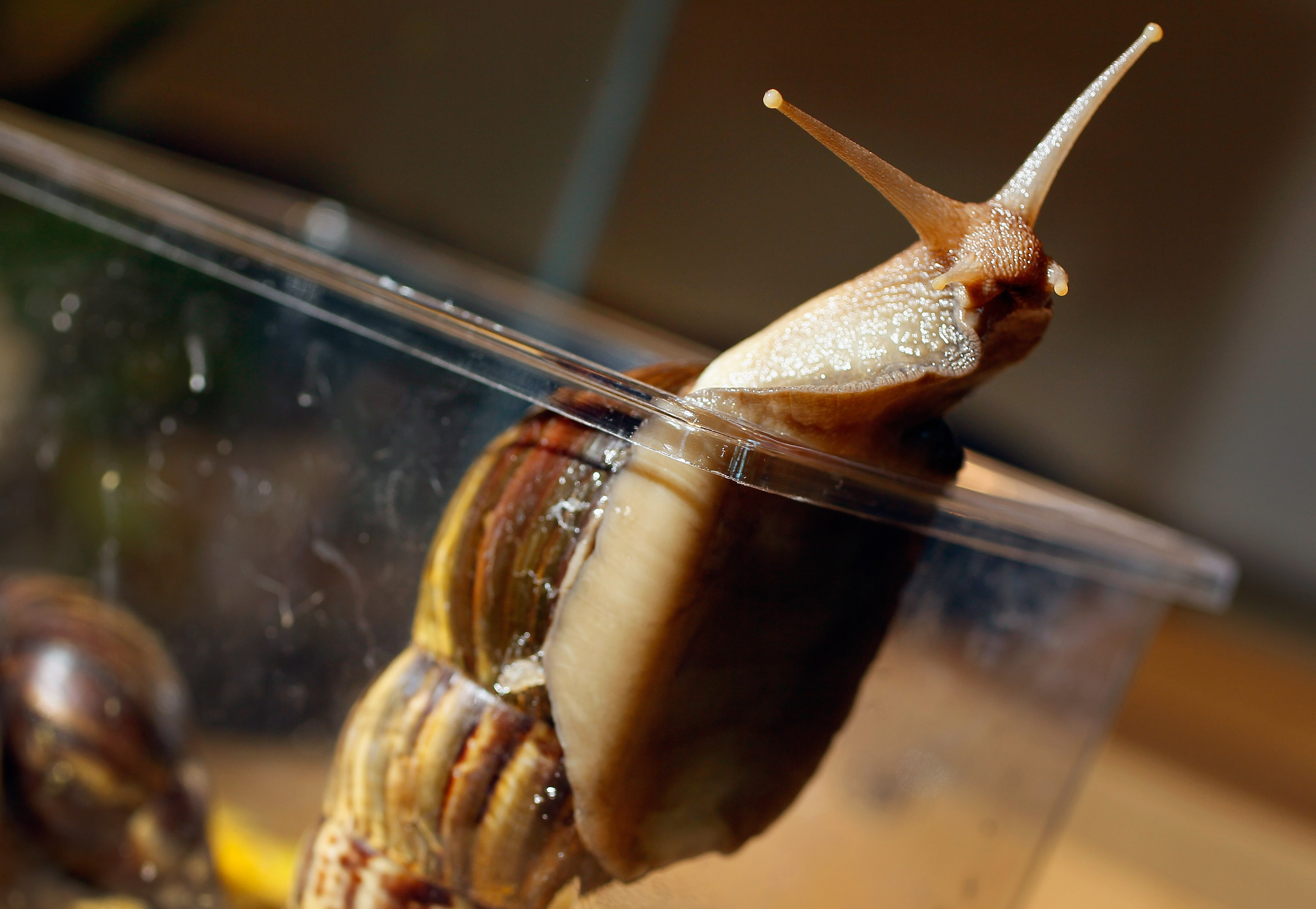 Giant African Snails Continue to Thrive in Florida | Time
