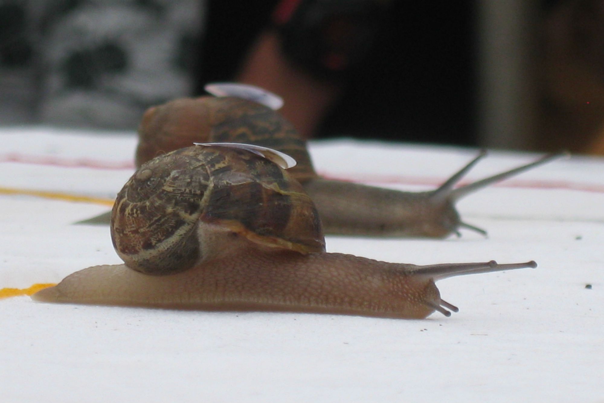 Larry the snail wins World Snail Racing Championships