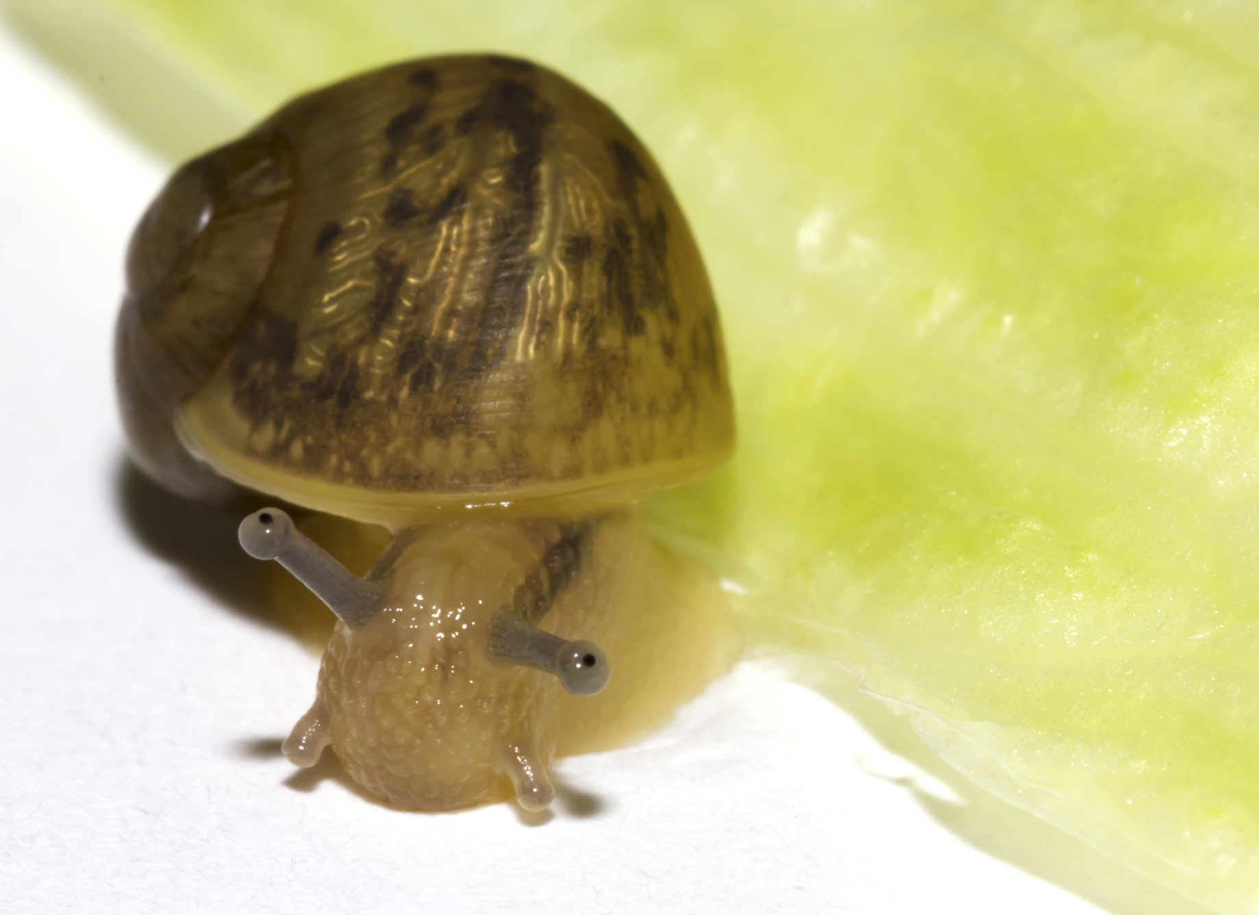All about land snails | Welcome Wildlife