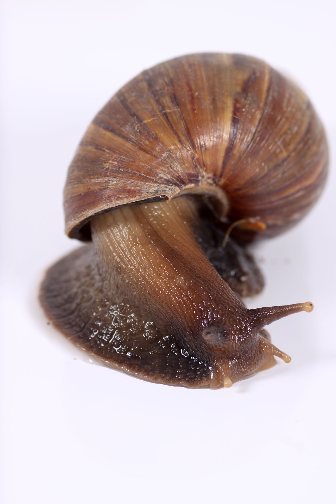 Intriguing Information About Common Periwinkle Snails
