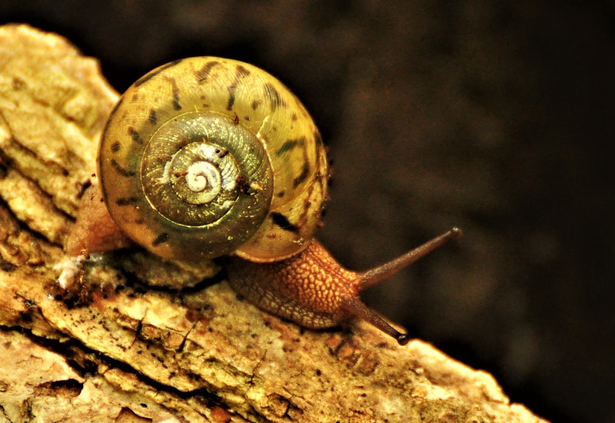 Land Snails | Iowa Wildlife Blog