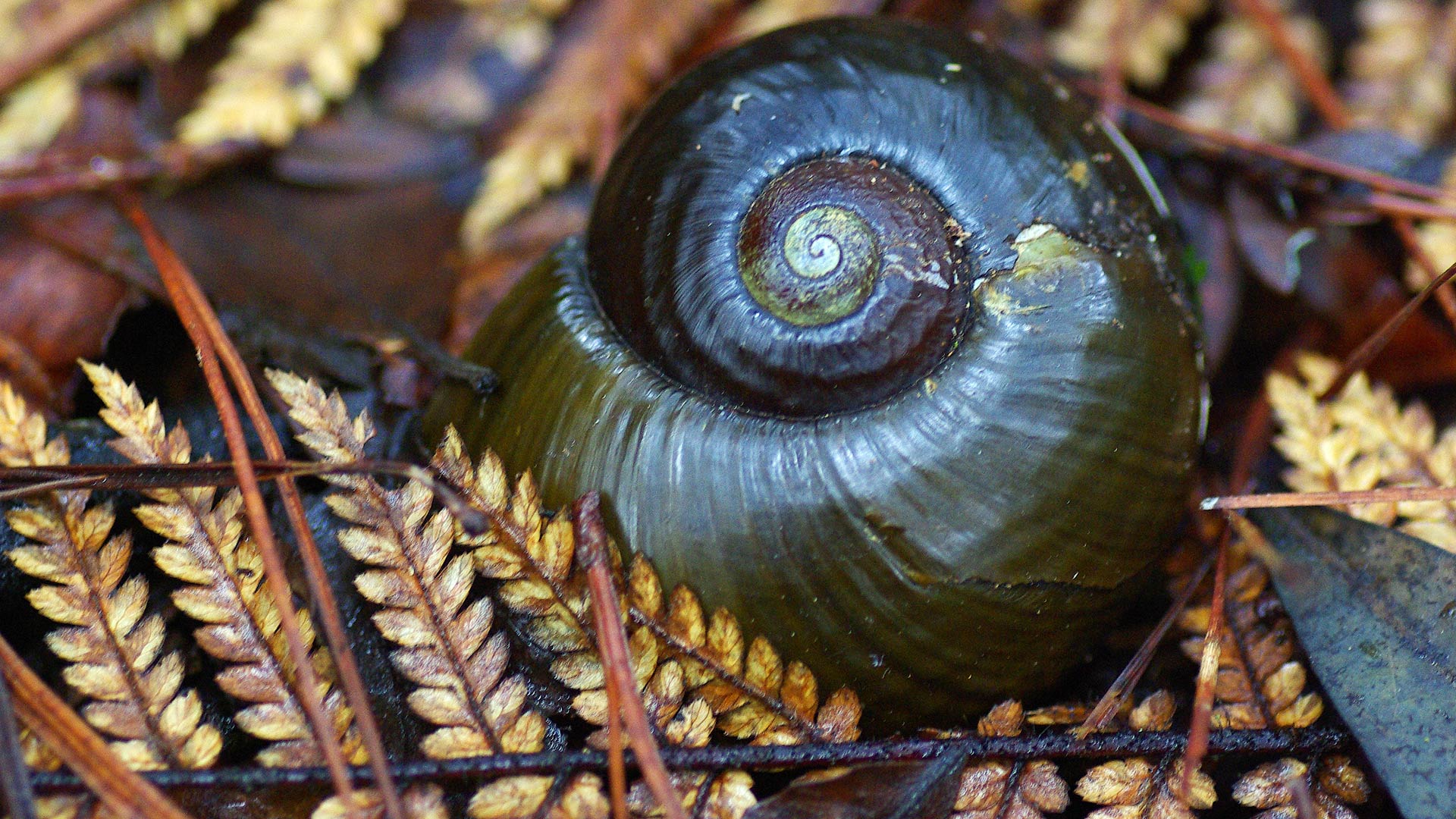 Kauri snail/pupurangi: Invertebrates