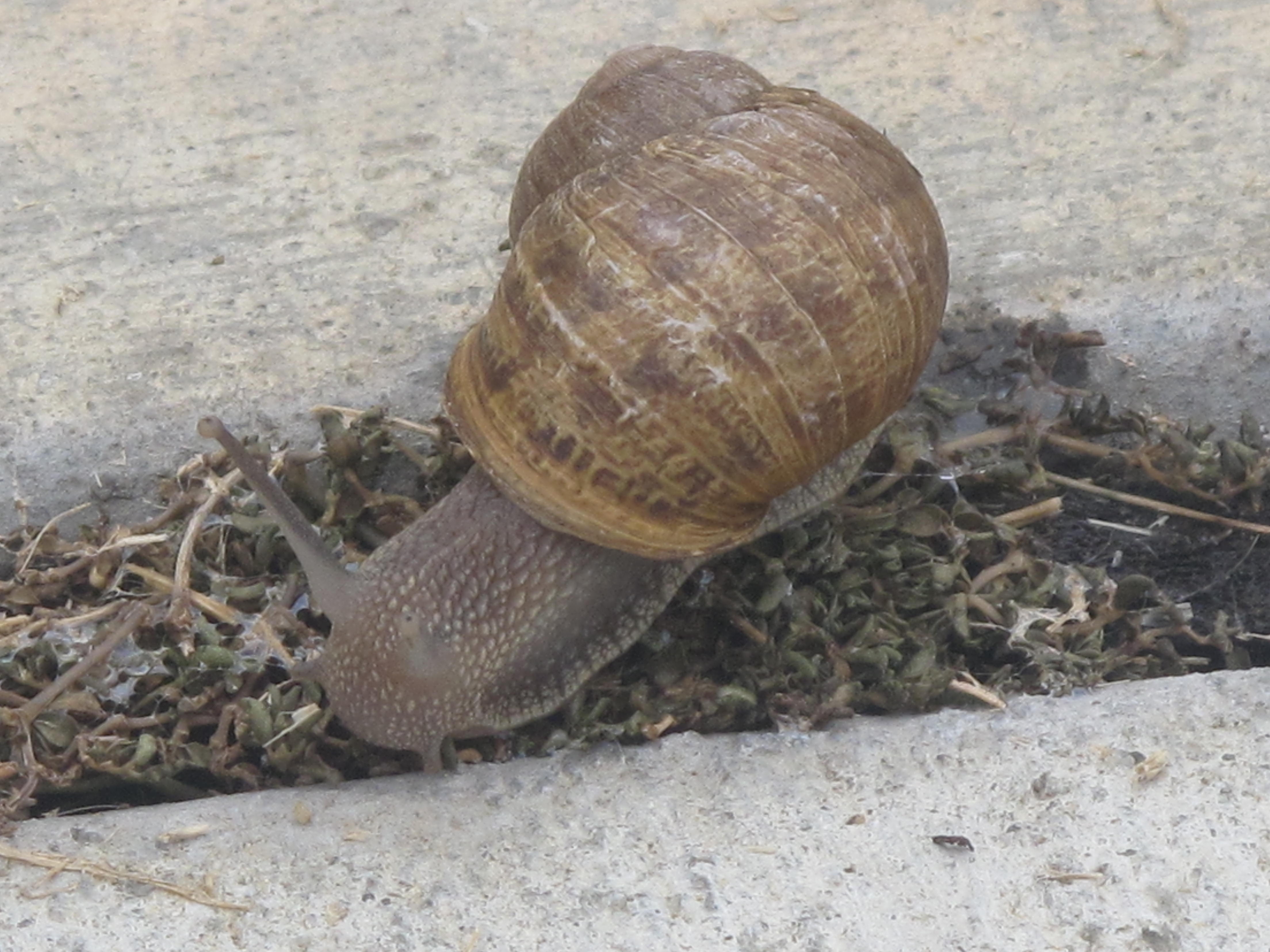 Utah Snail and Slug control | Extermiman Pest & Wildlife