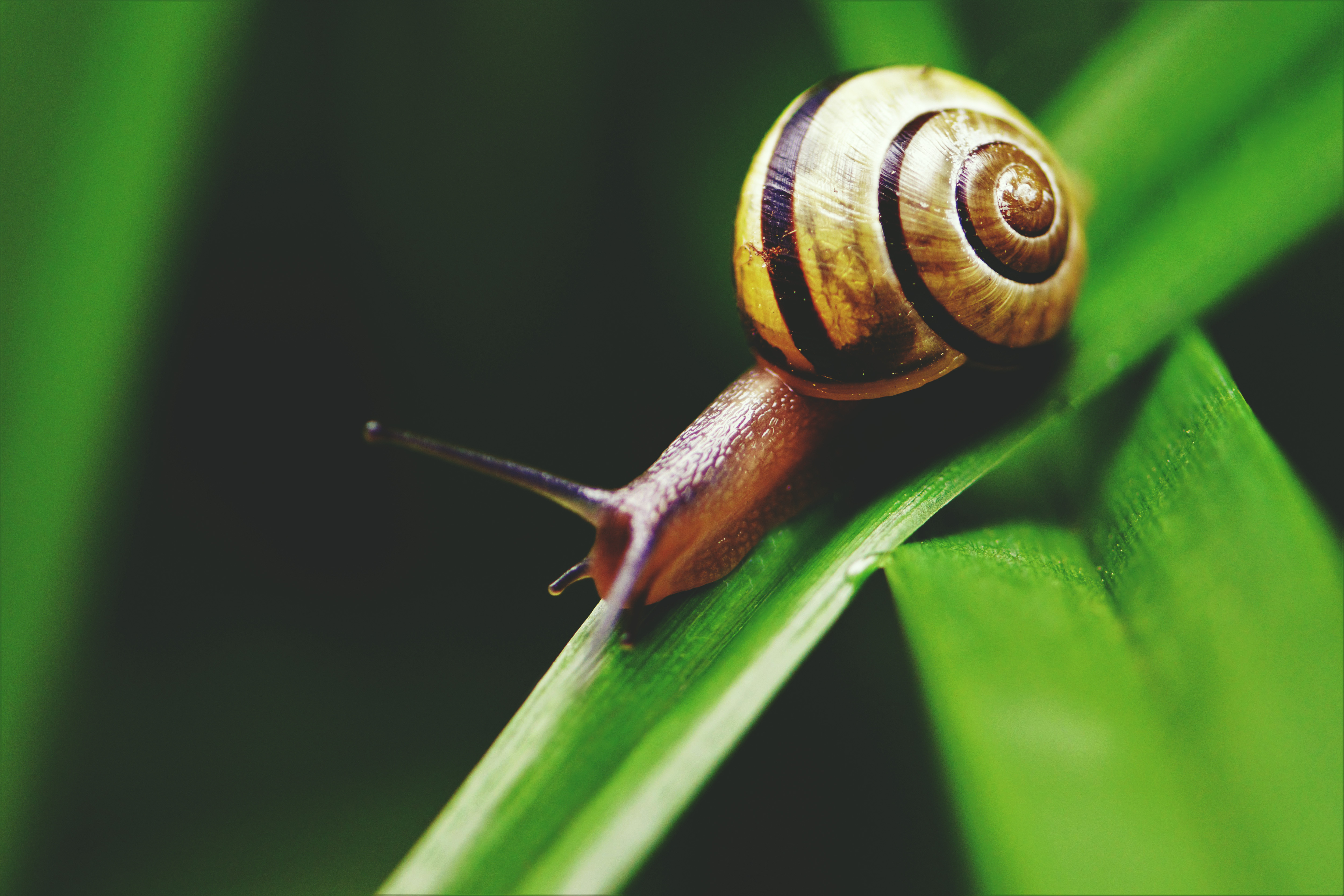 Snail on Leaf Free Photo - ISO Republic