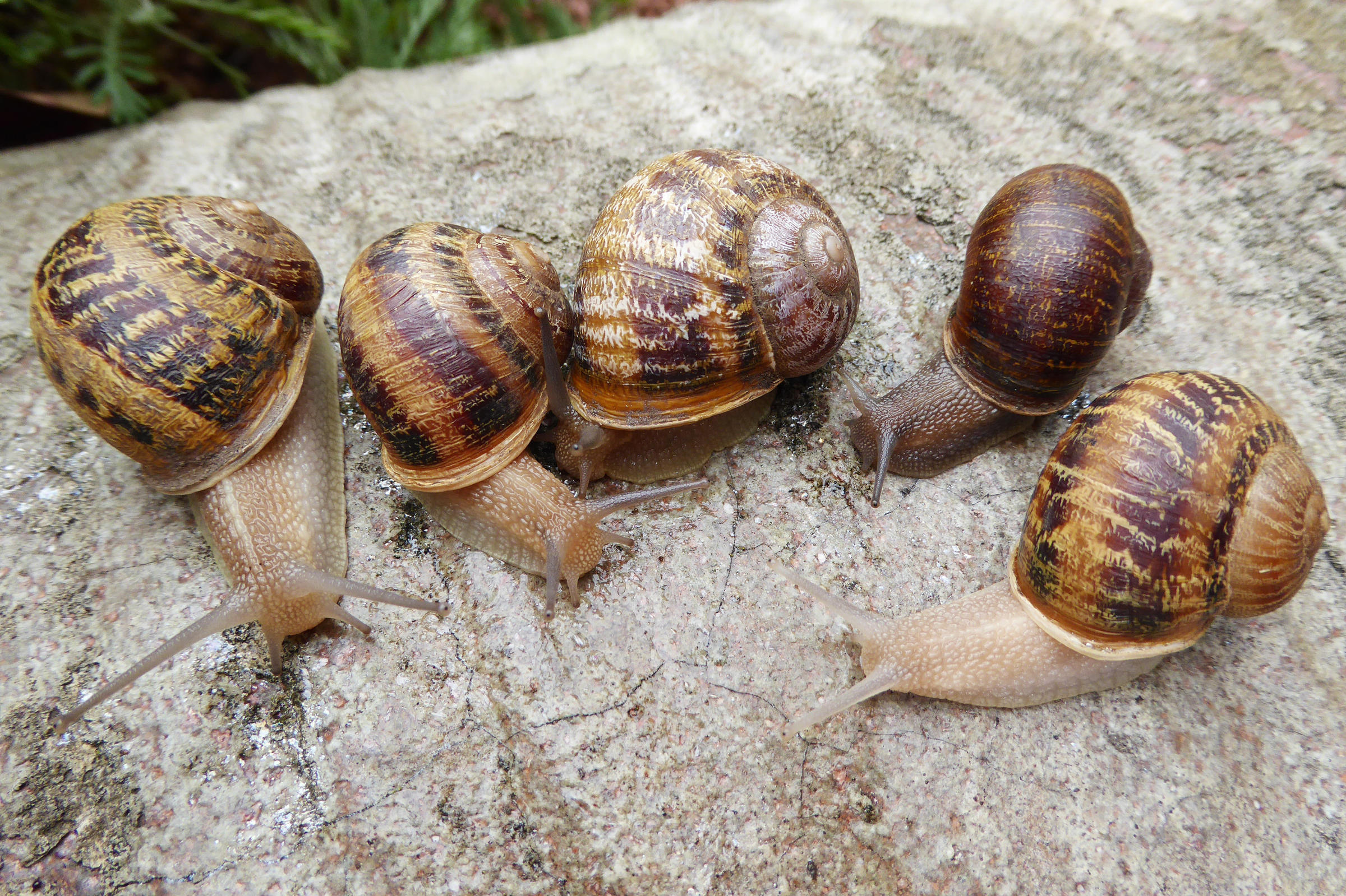 Jeremy, The Lonely, Left-Twisting Snail, Dies — But Knows Love ...