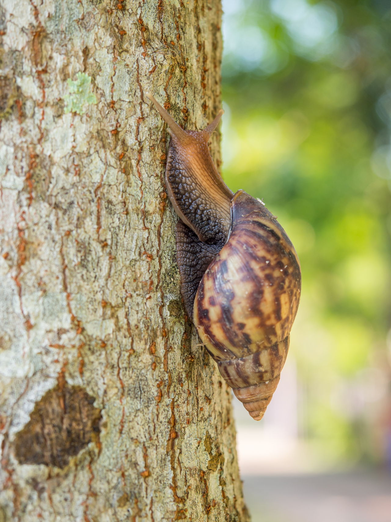 A Shell of a Home: Facts About the Ear-less Snails