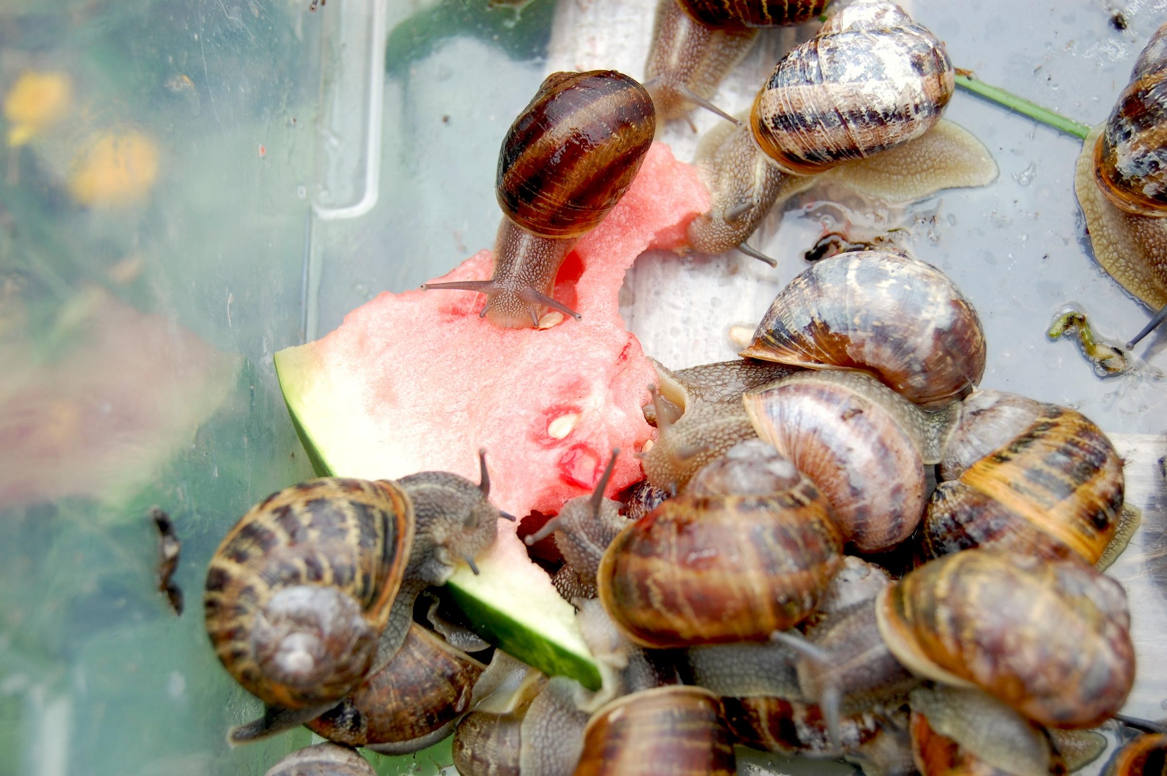 This is What Snails Sound Like When They Eat | KNKX