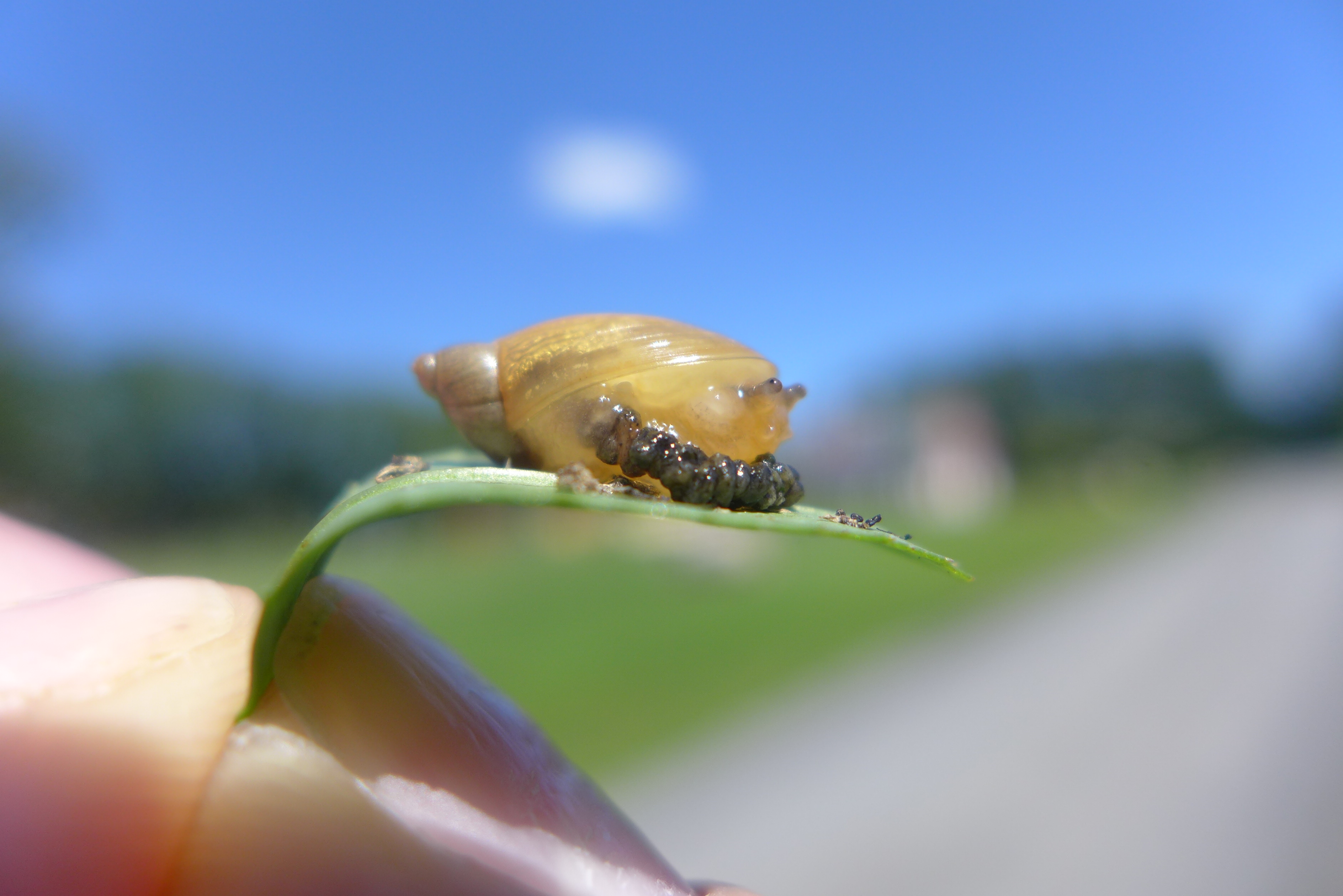 Snail | New Leaf