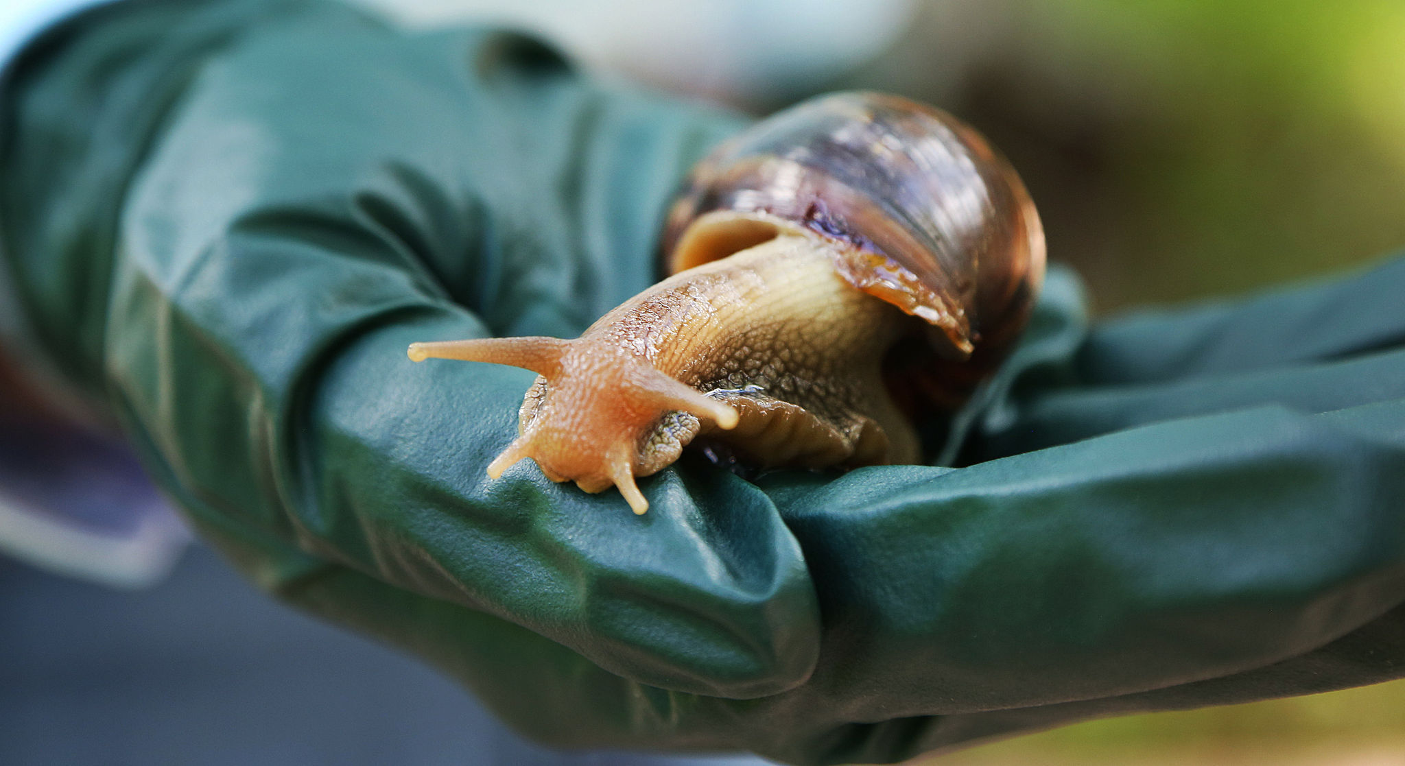 Infestation of giant African land snails in Davie appears to be ...