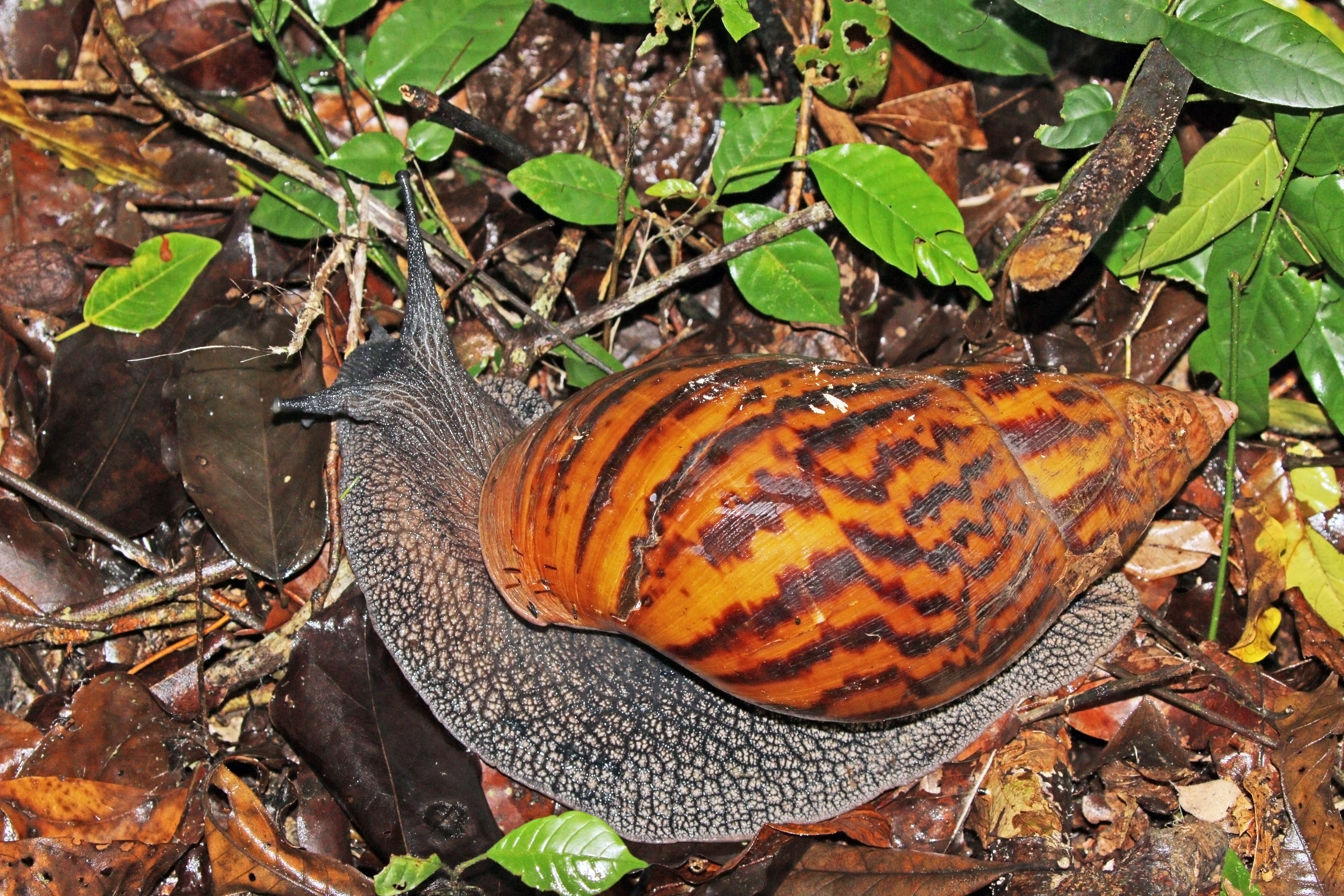 File:Giant tiger land snail (Achatina achatina).jpg - Wikimedia Commons