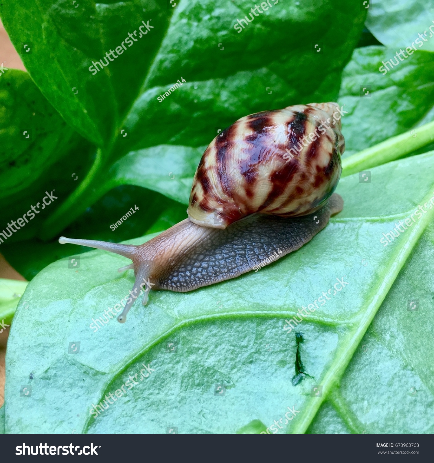 Snail Green Leaves Natural Garden Asia Stock Photo (Royalty Free ...