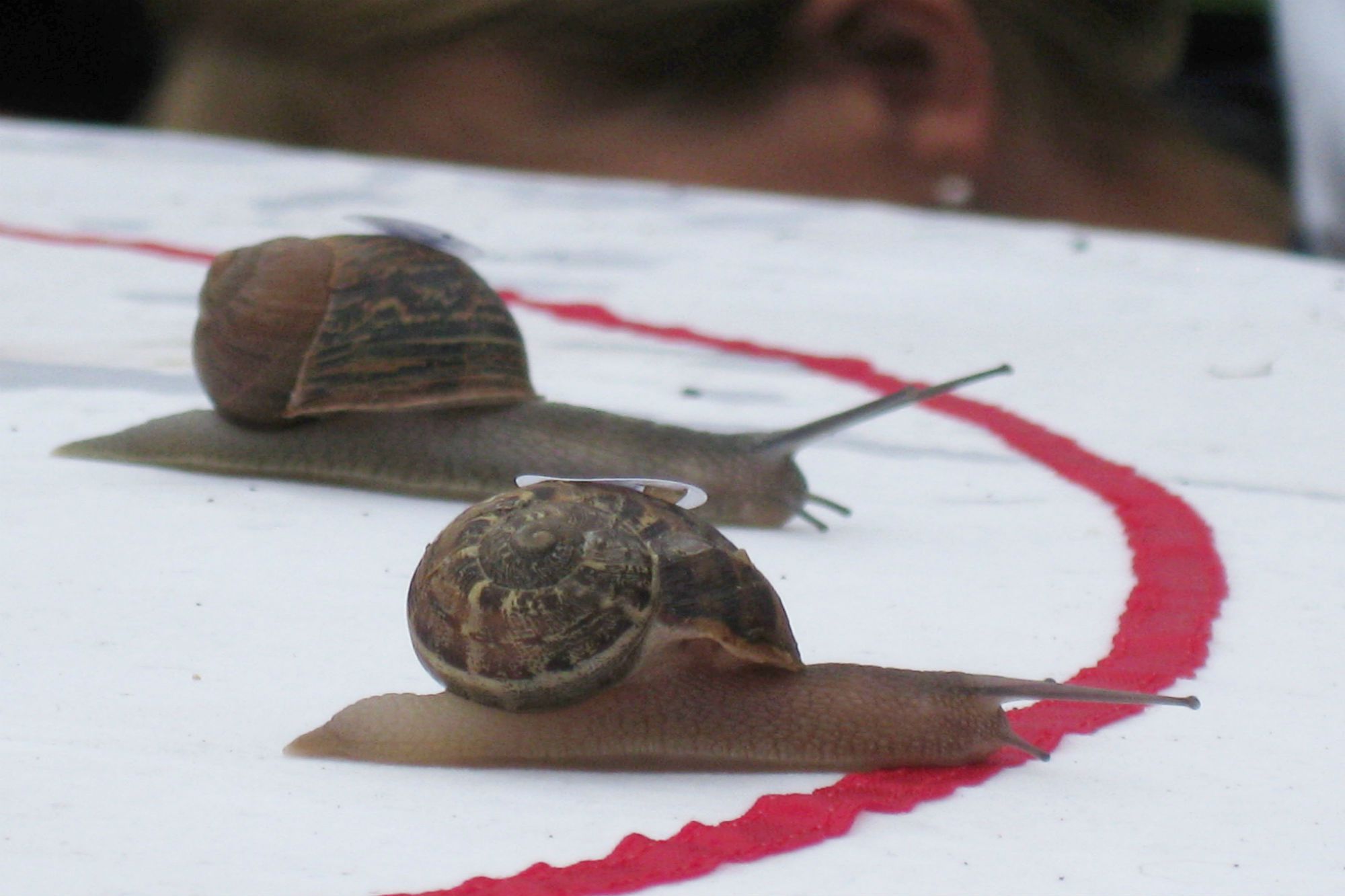 Larry the snail wins World Snail Racing Championships