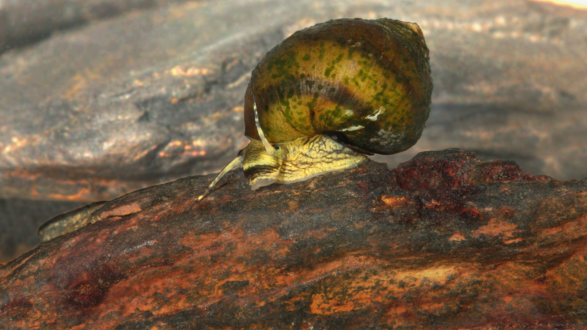 The Unlikely Tale of a Tenacious Snail - Science Friday